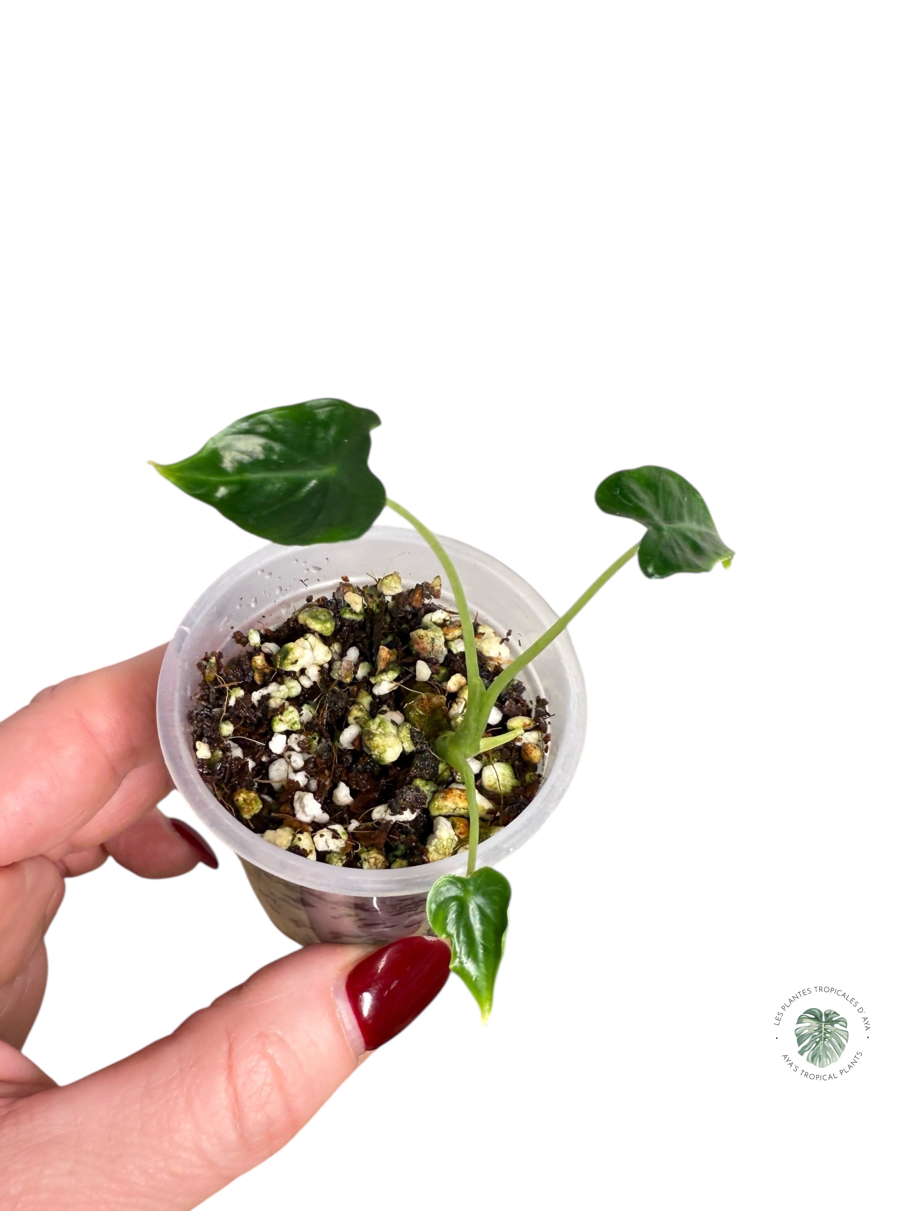 Alocasia Frydek Tattoo