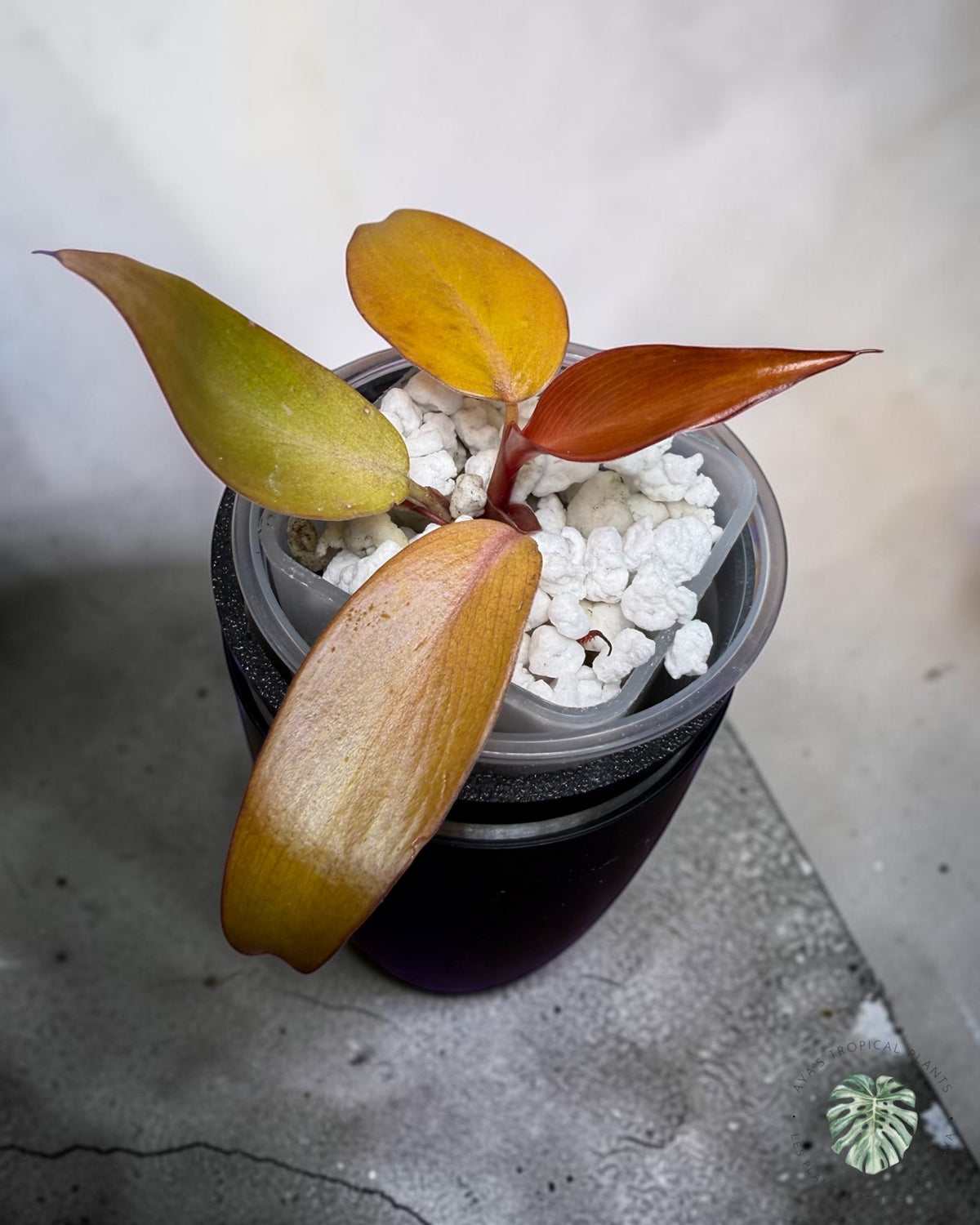 Philodendron Persimmon panaché
