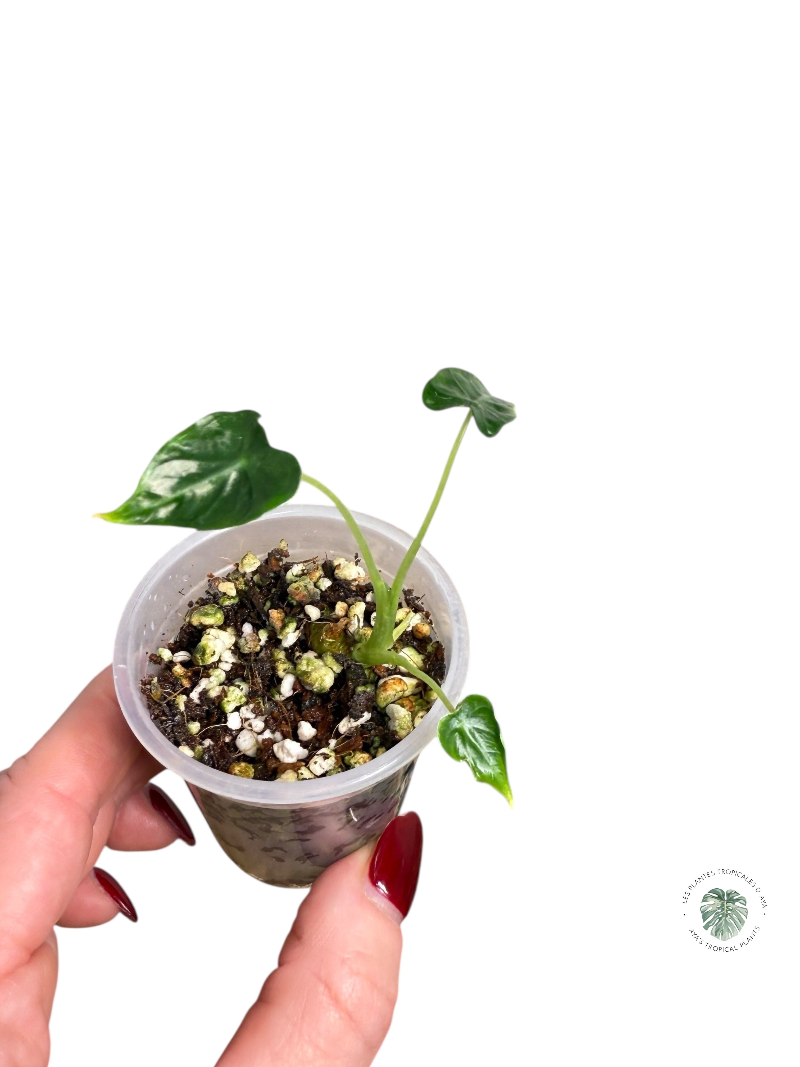 Alocasia Frydek Tattoo