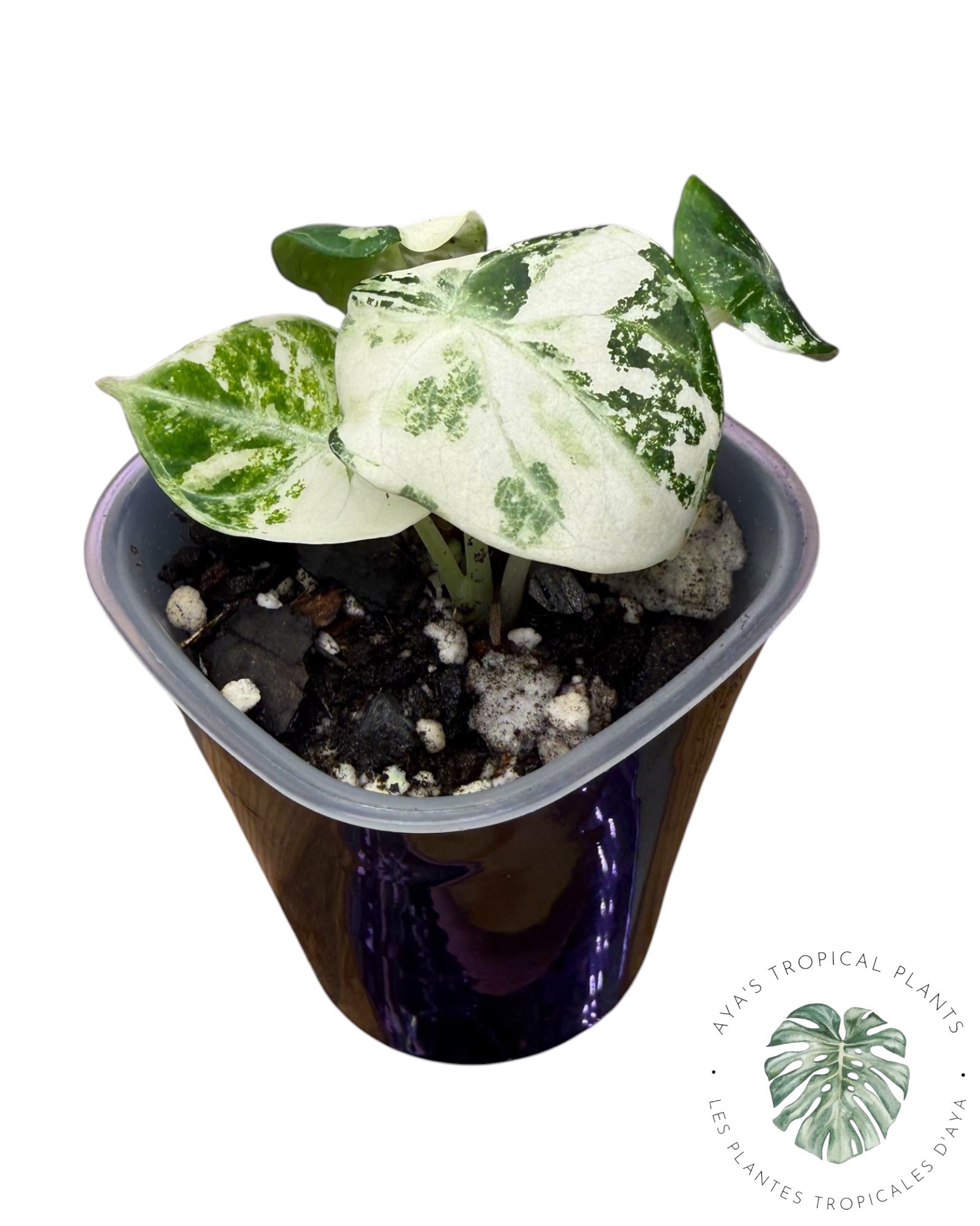 Alocasia Ninja Albo panaché