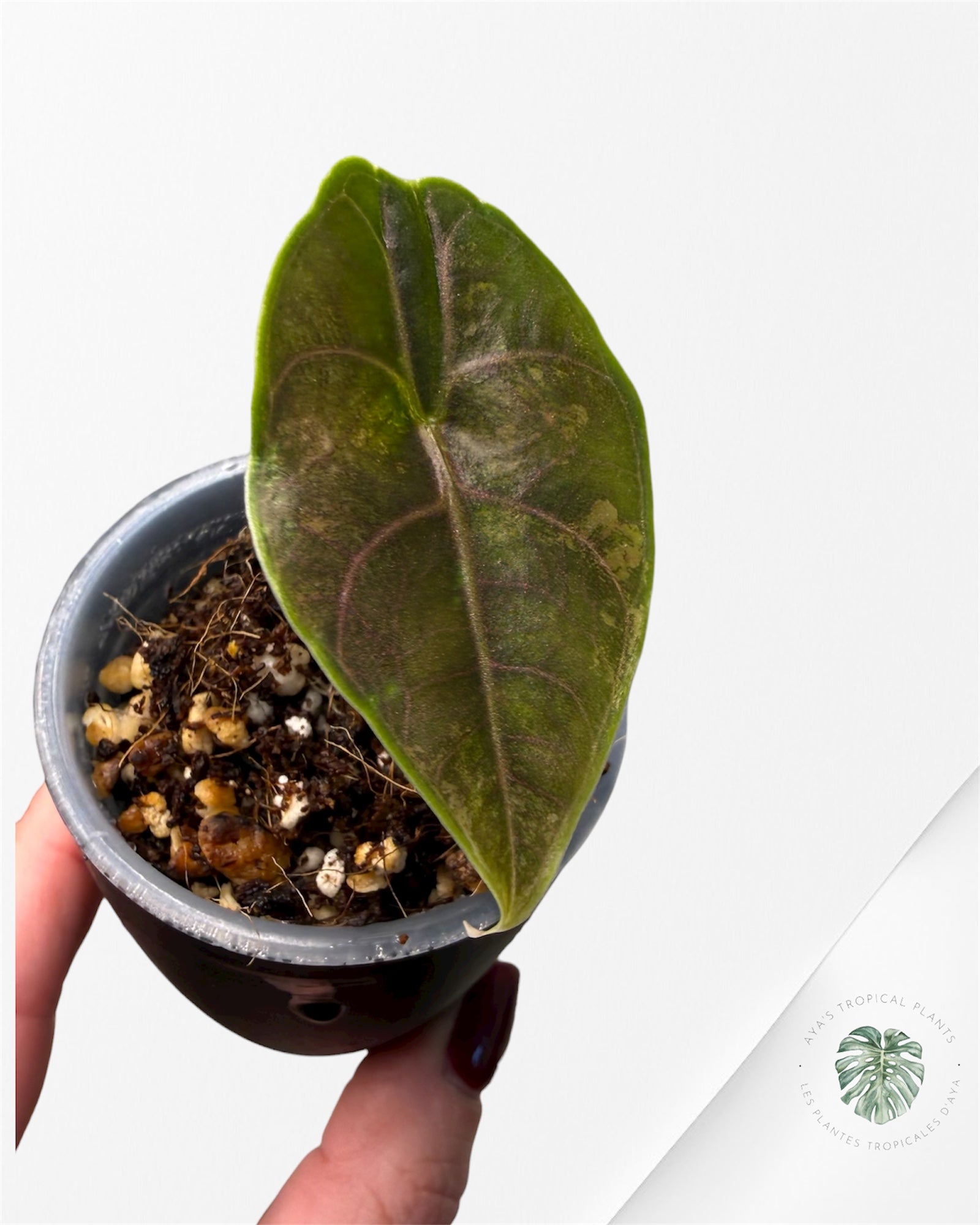 Alocasia Azlanii Aurea Variegated