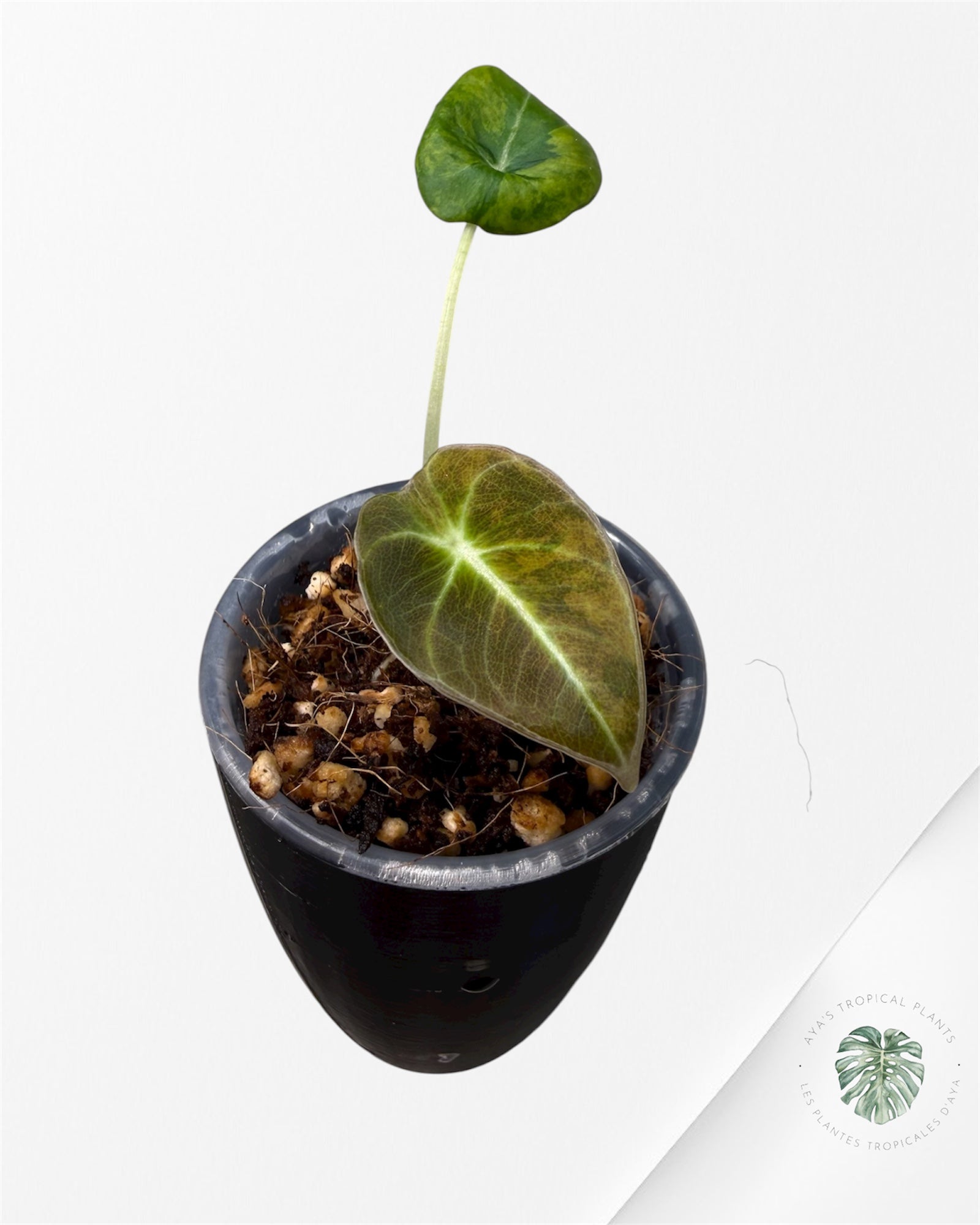 Alocasia Black Velvet Aurea Variegated