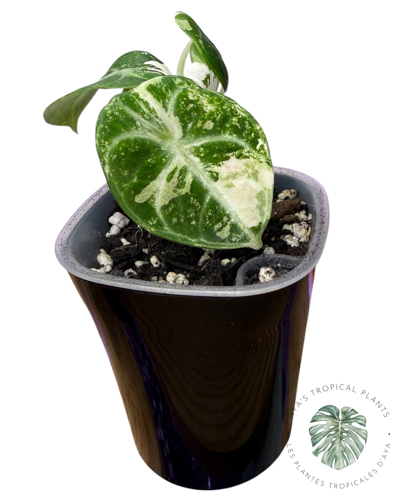 Alocasia Ninja Albo panaché