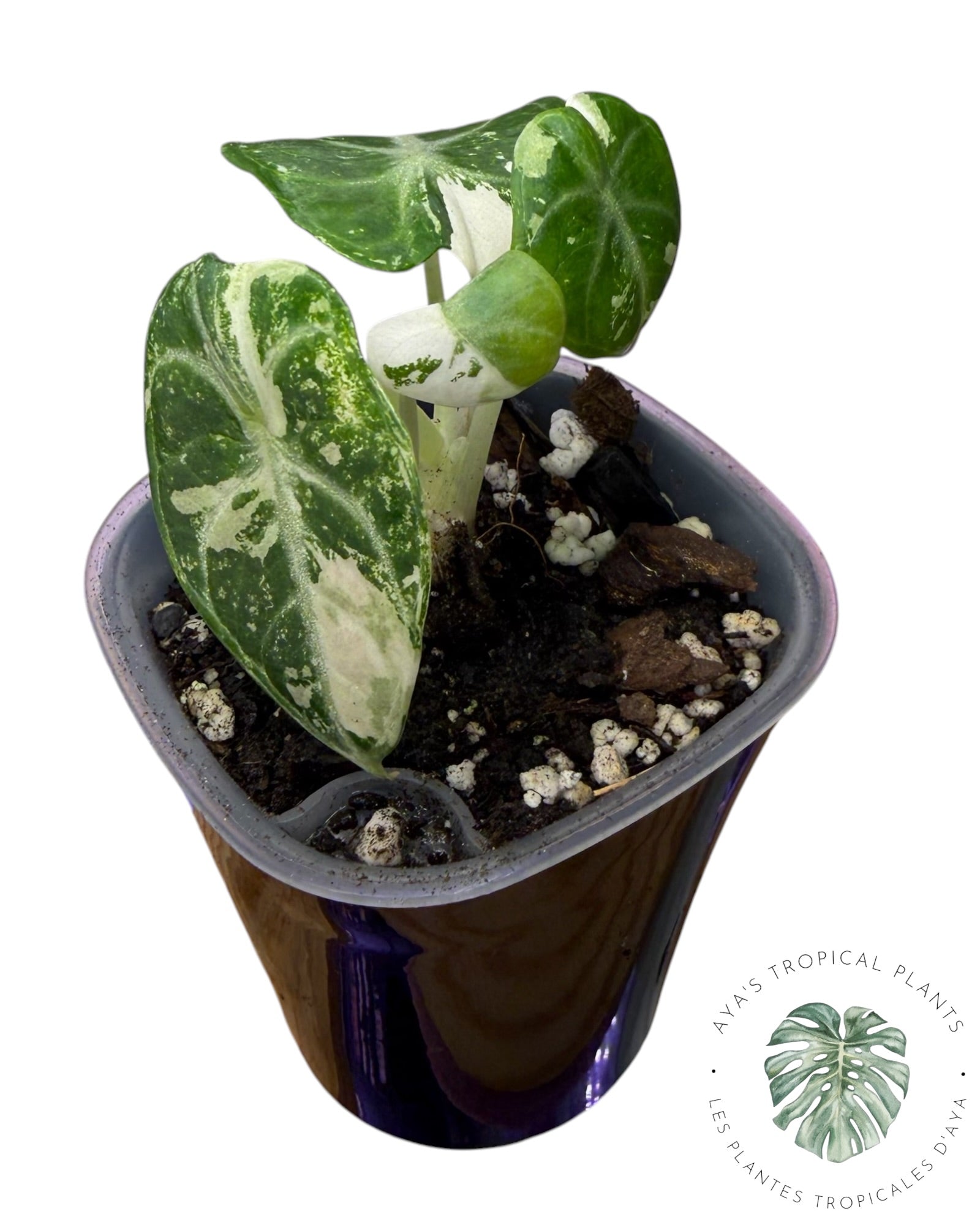 Alocasia Ninja Albo panaché
