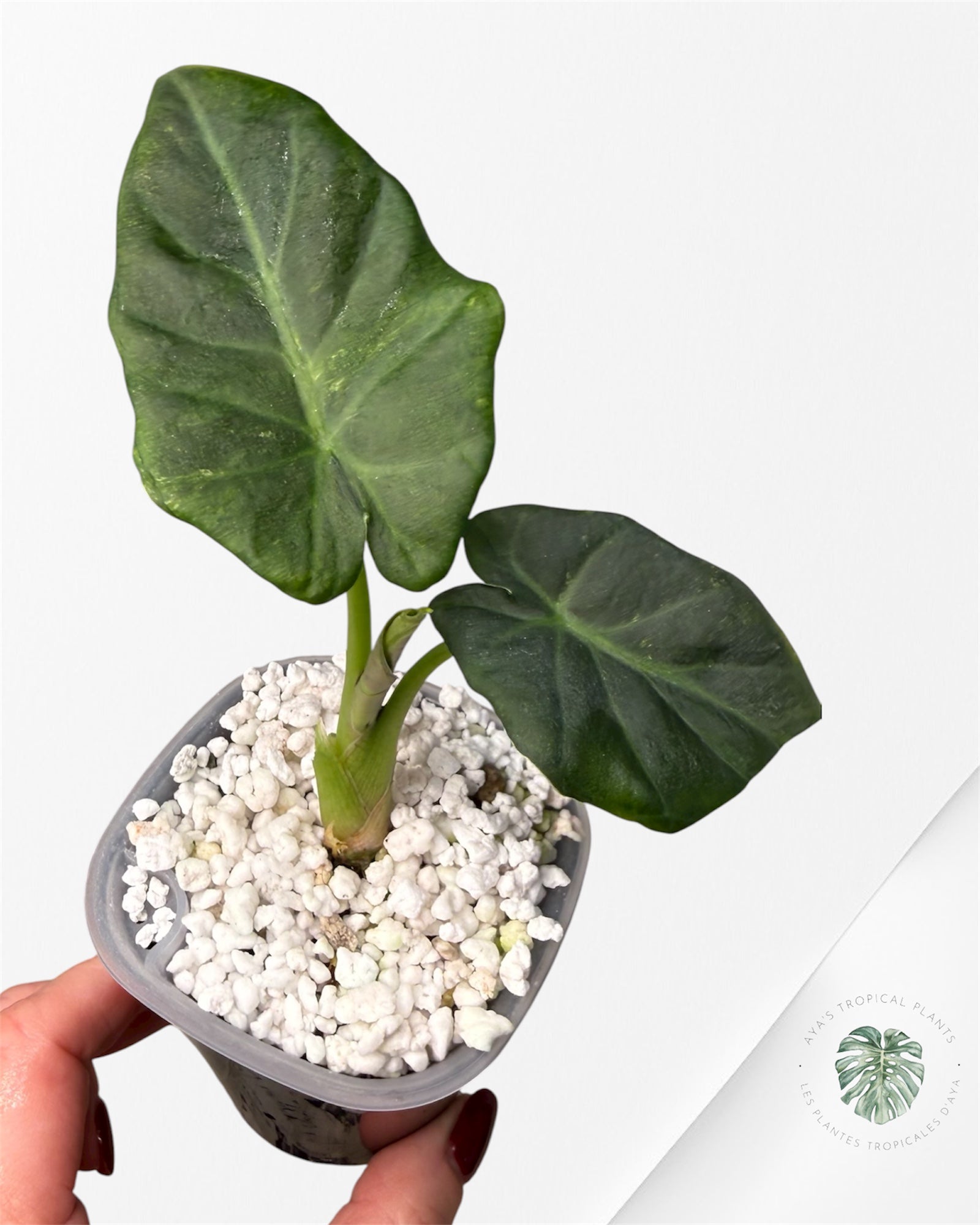 Alocasia Regal Shield Aurea Variegated