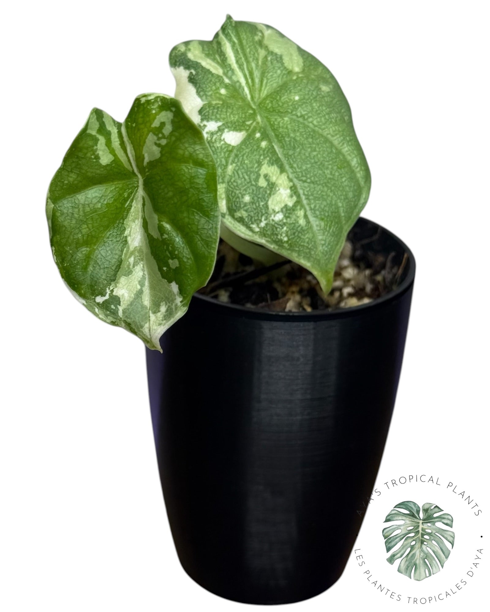 Alocasia Melo Albo Variegated