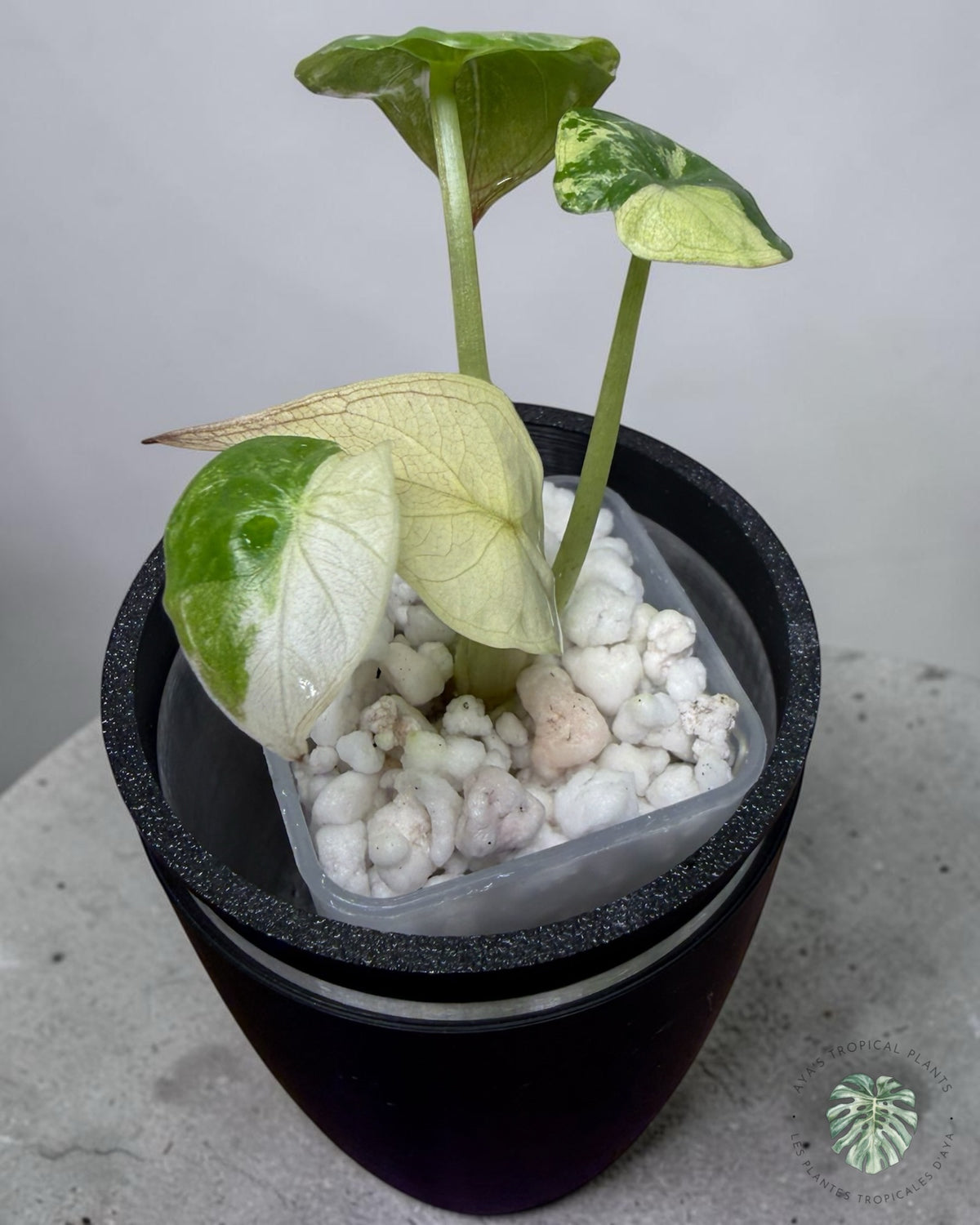 Alocasia Wentii Albo Pink Variegated