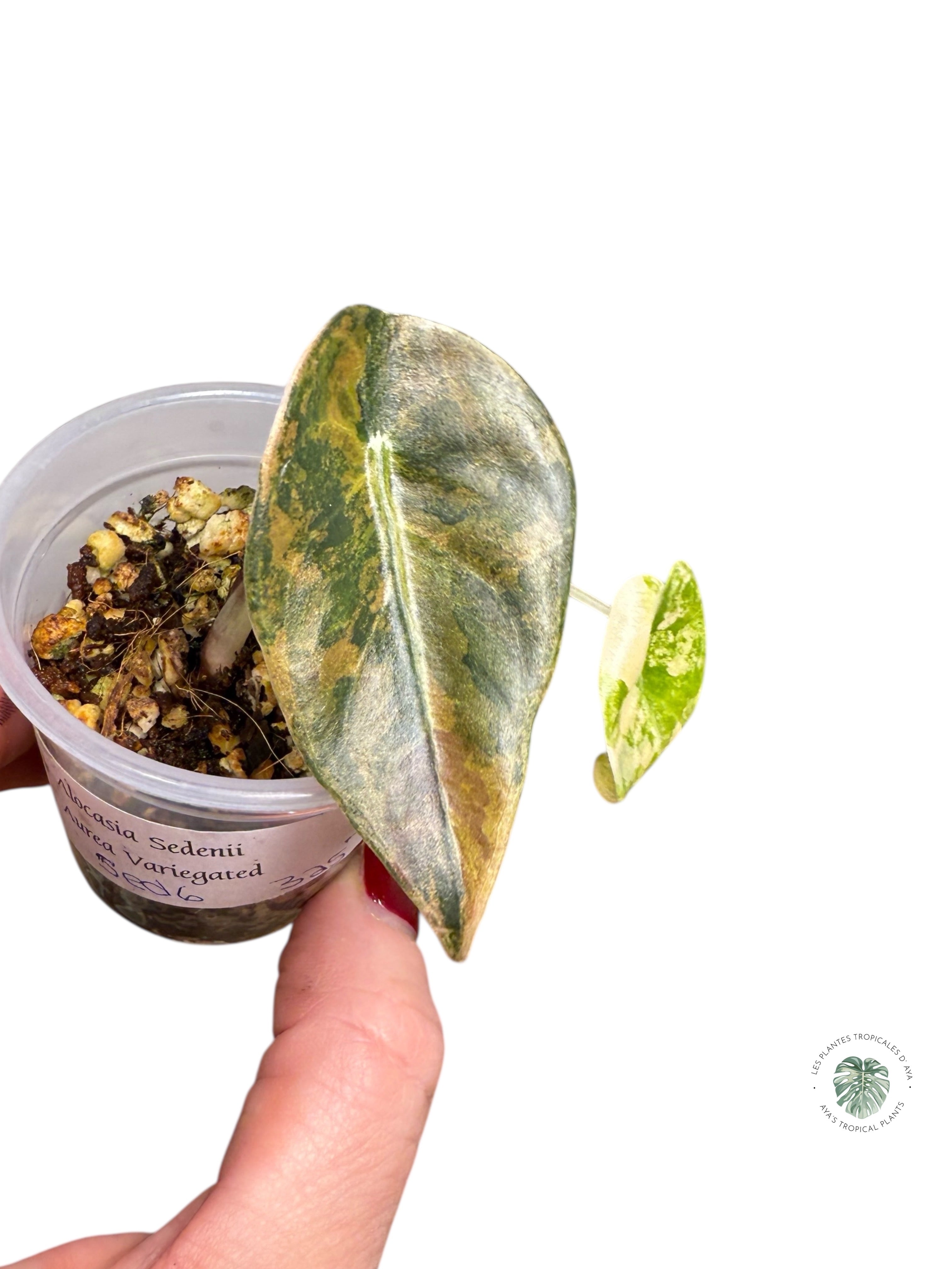 Alocasia Sedenii Variegated Aurea| Rare TC Plant| Aya's Tropical Plants