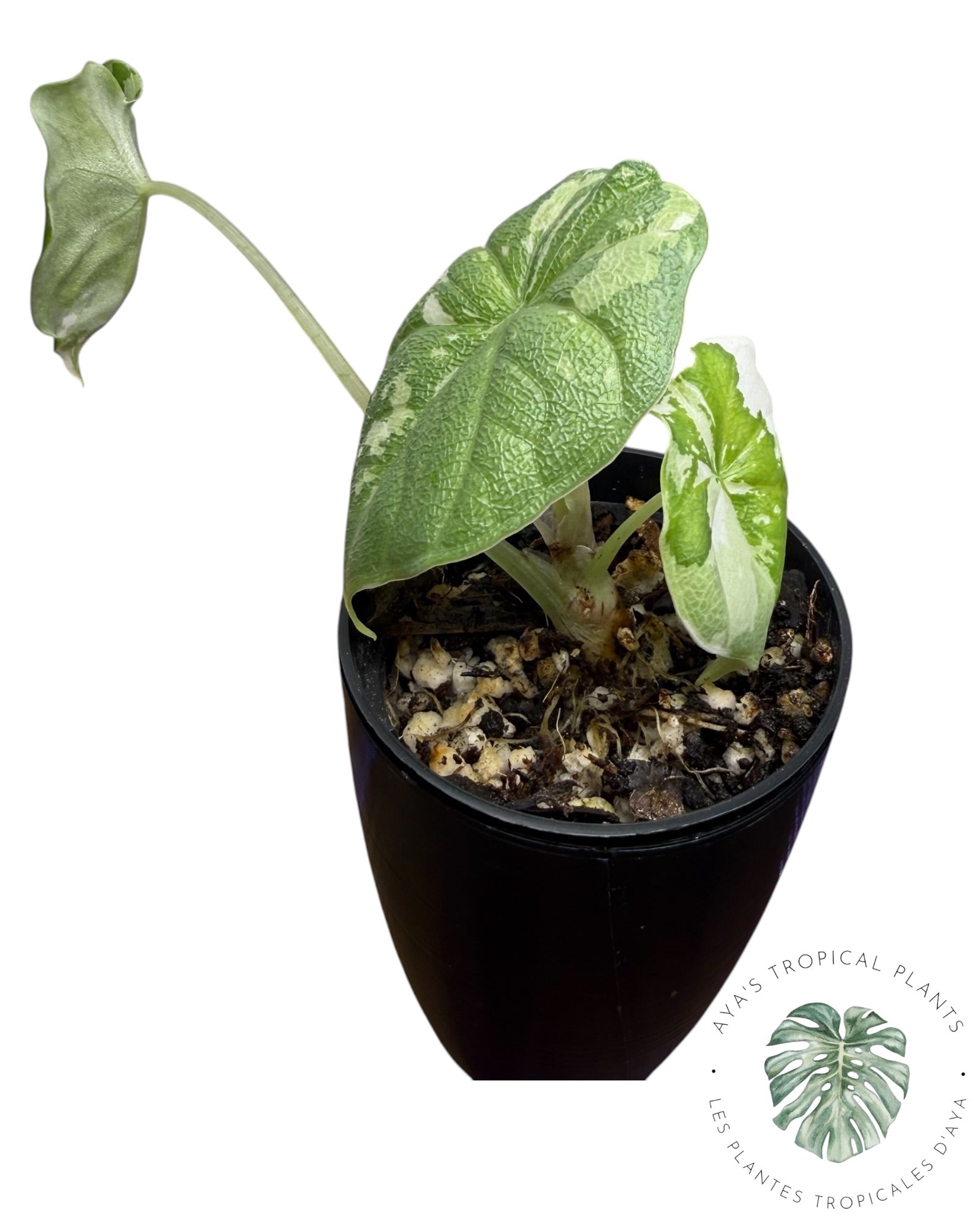 Alocasia Melo Albo Variegated