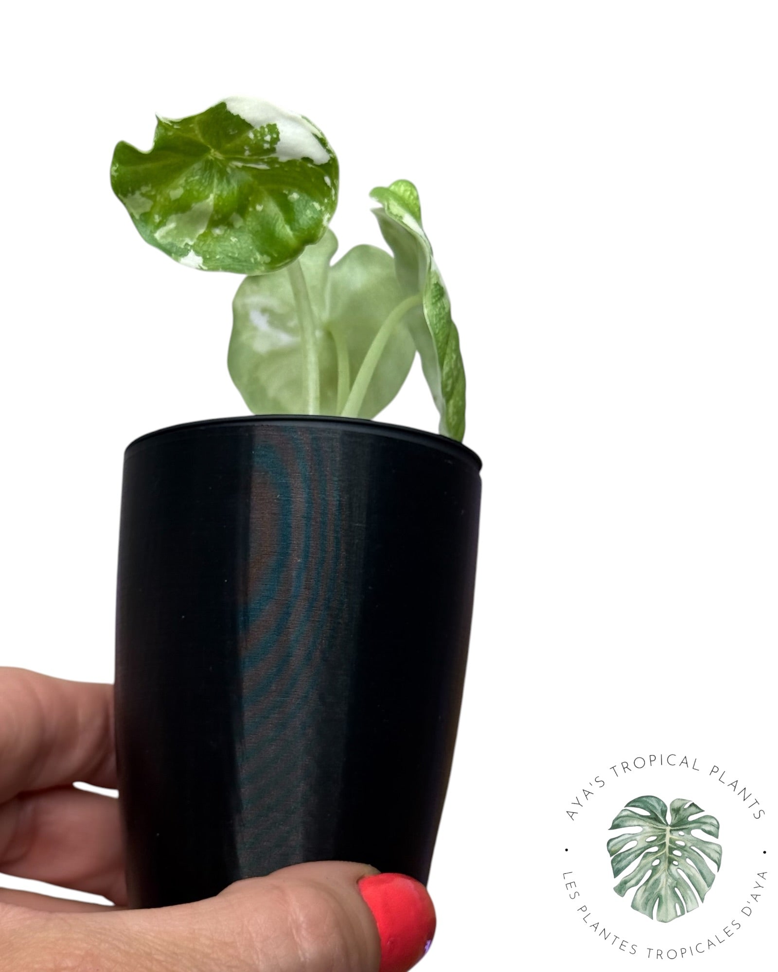 Alocasia Melo Albo Variegated