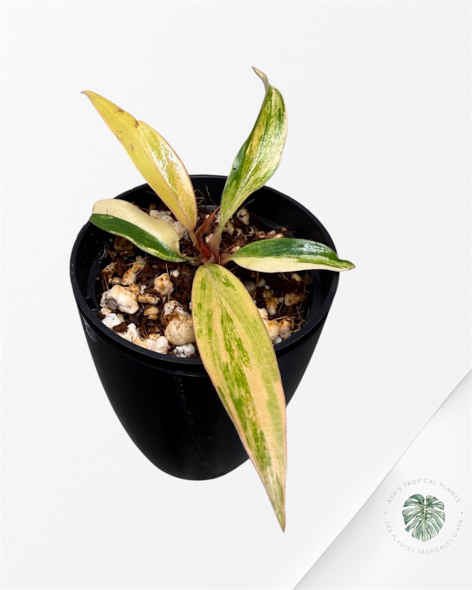 Philodendron Caramel Marble