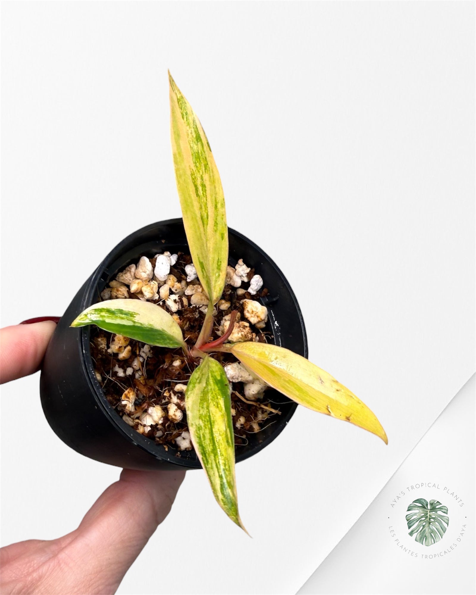 Philodendron Caramel Marble