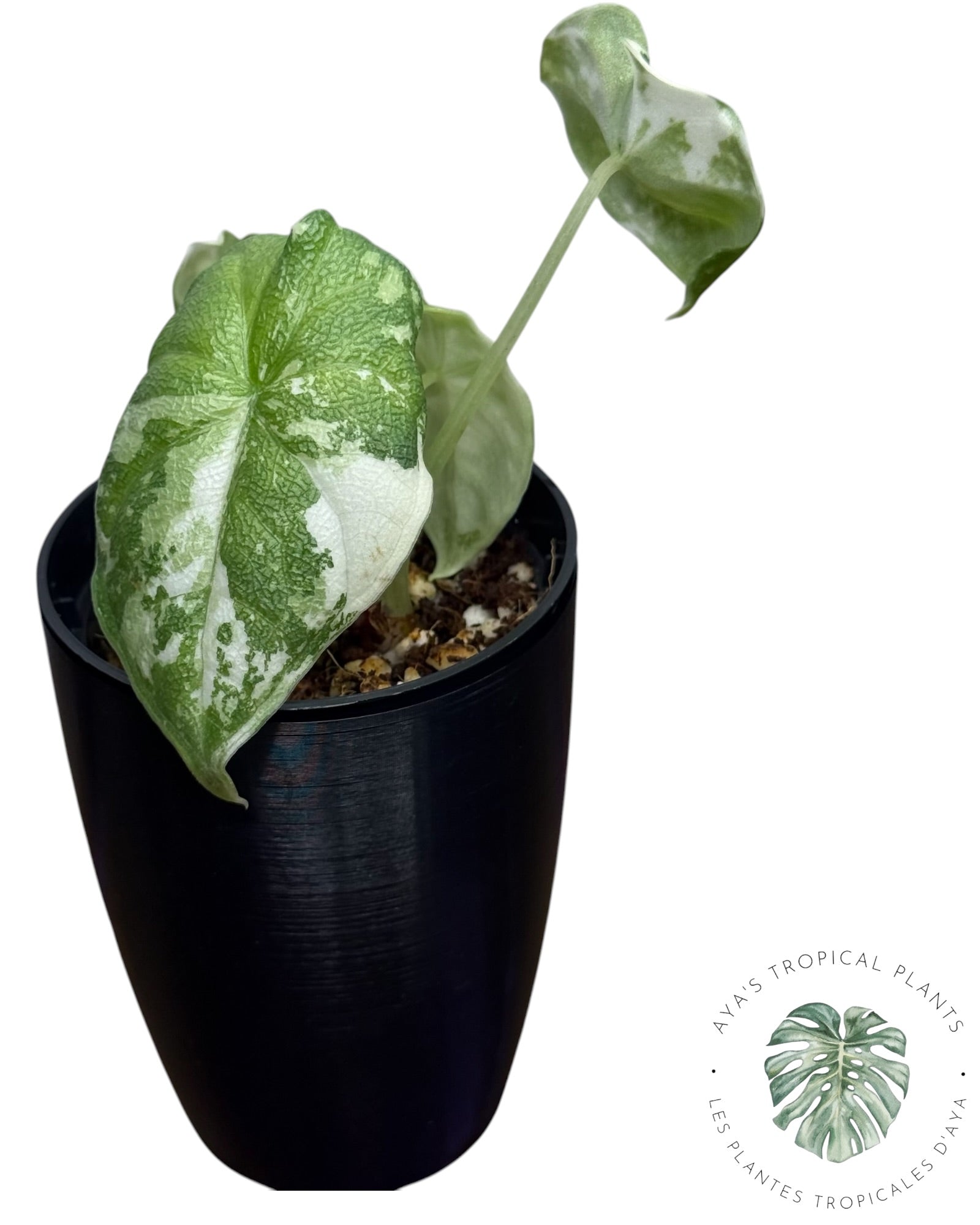 Alocasia Melo Albo Variegated