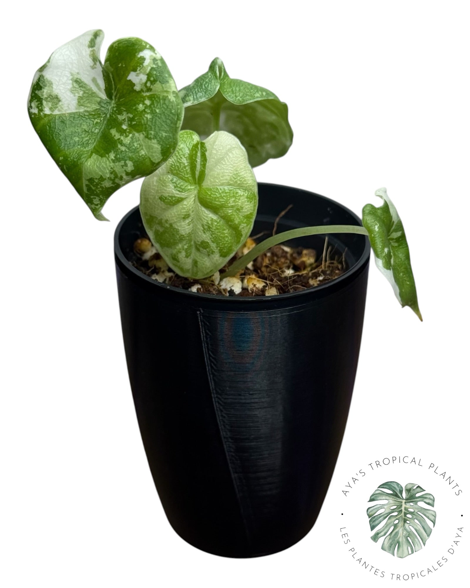 Alocasia Melo Albo Variegated