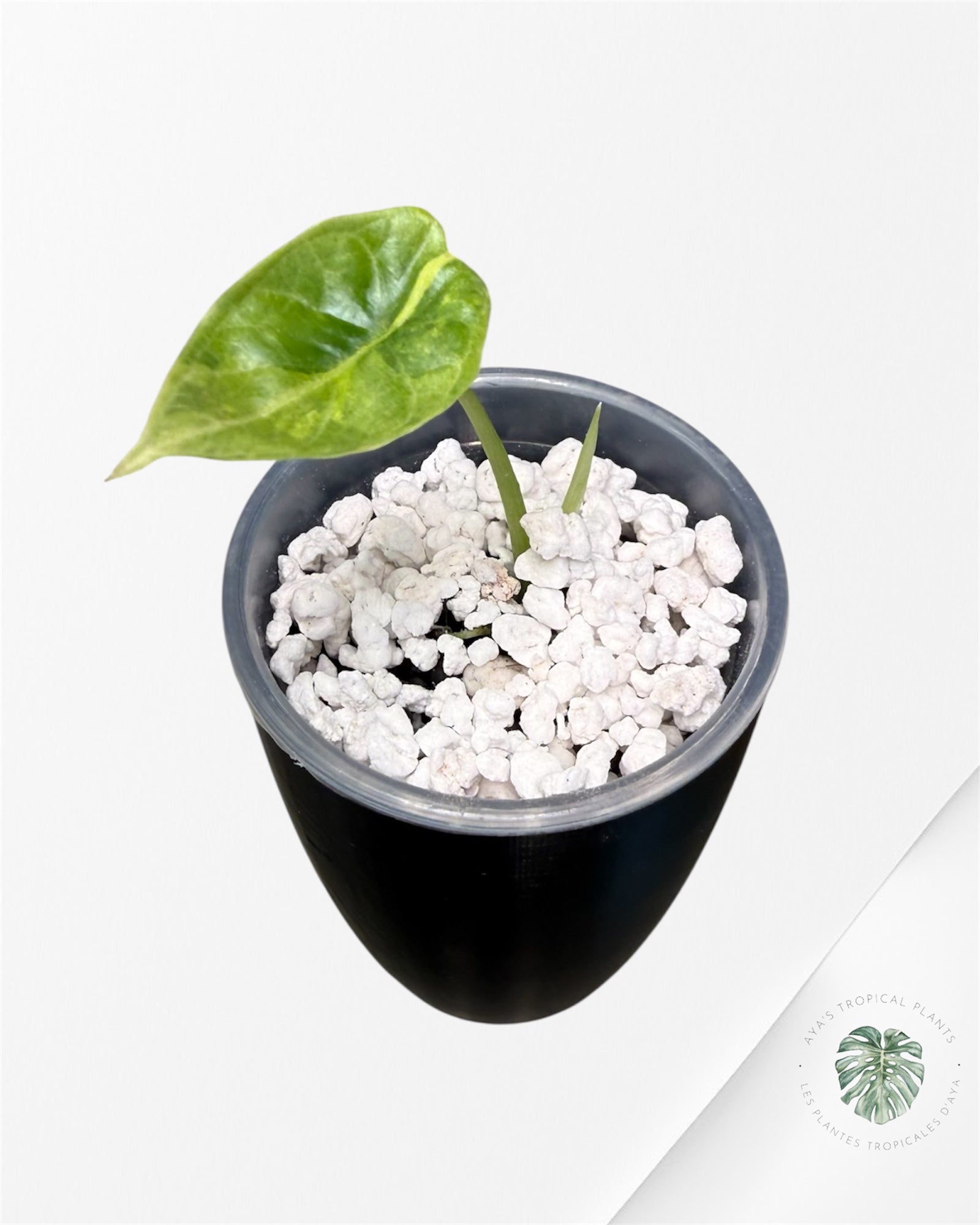 Alocasia Dragon Scale Aurea Variegated