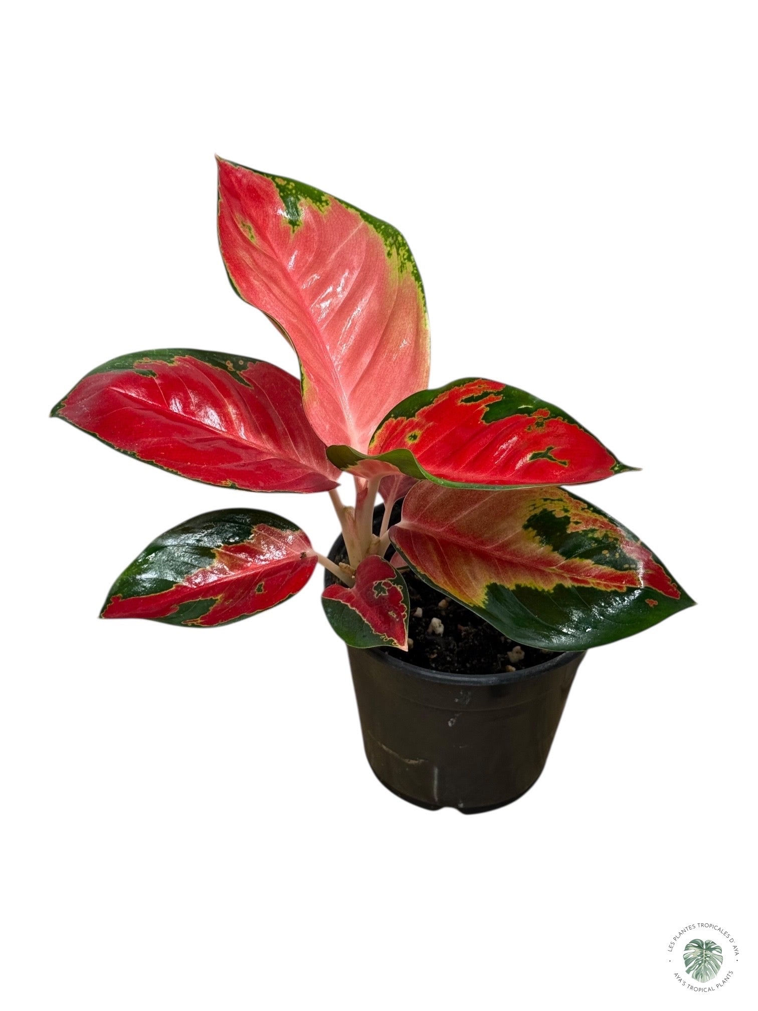 Aglaonema Suksom
