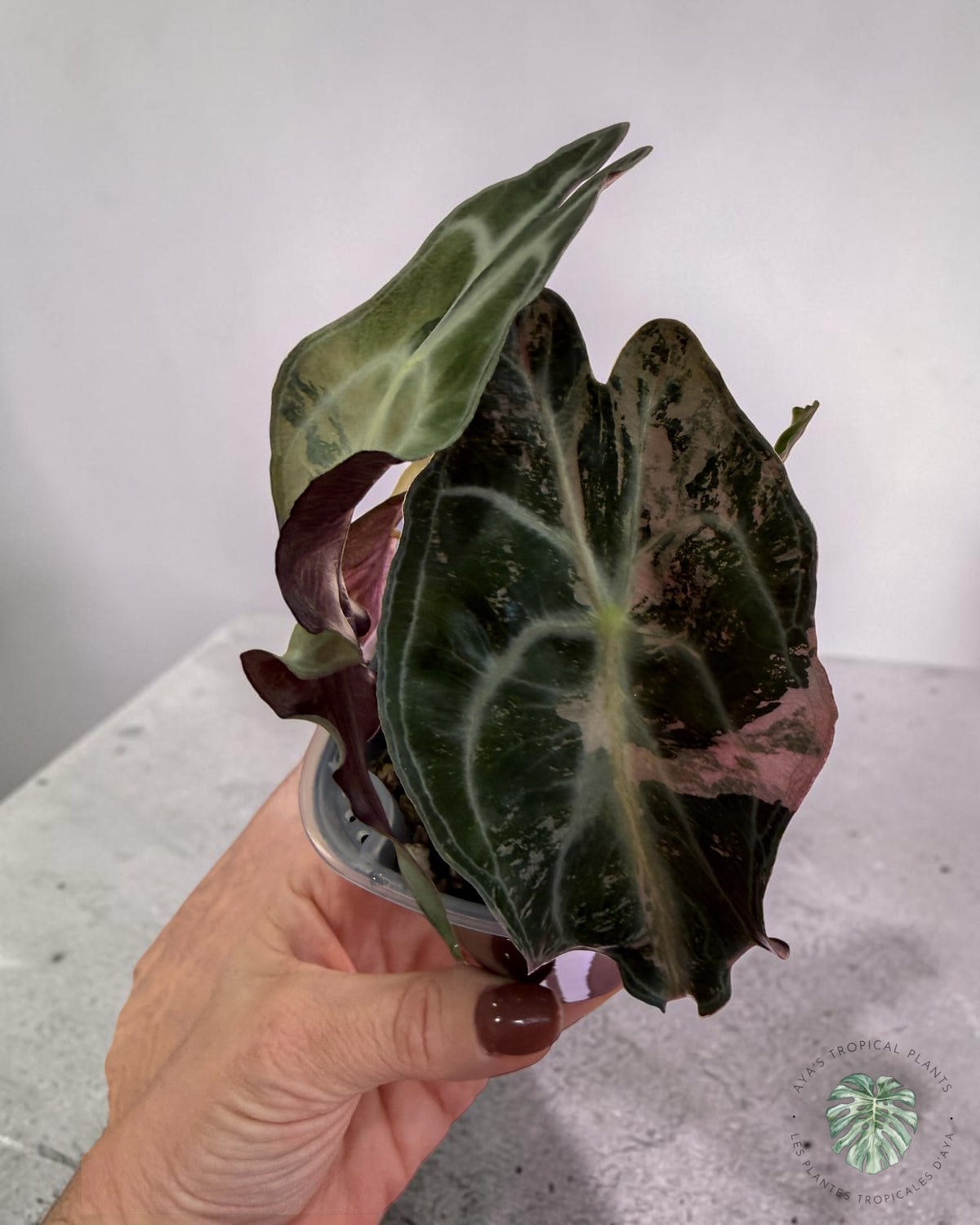 Alocasia Venom Pink Variegated Grade S | Premium Rare