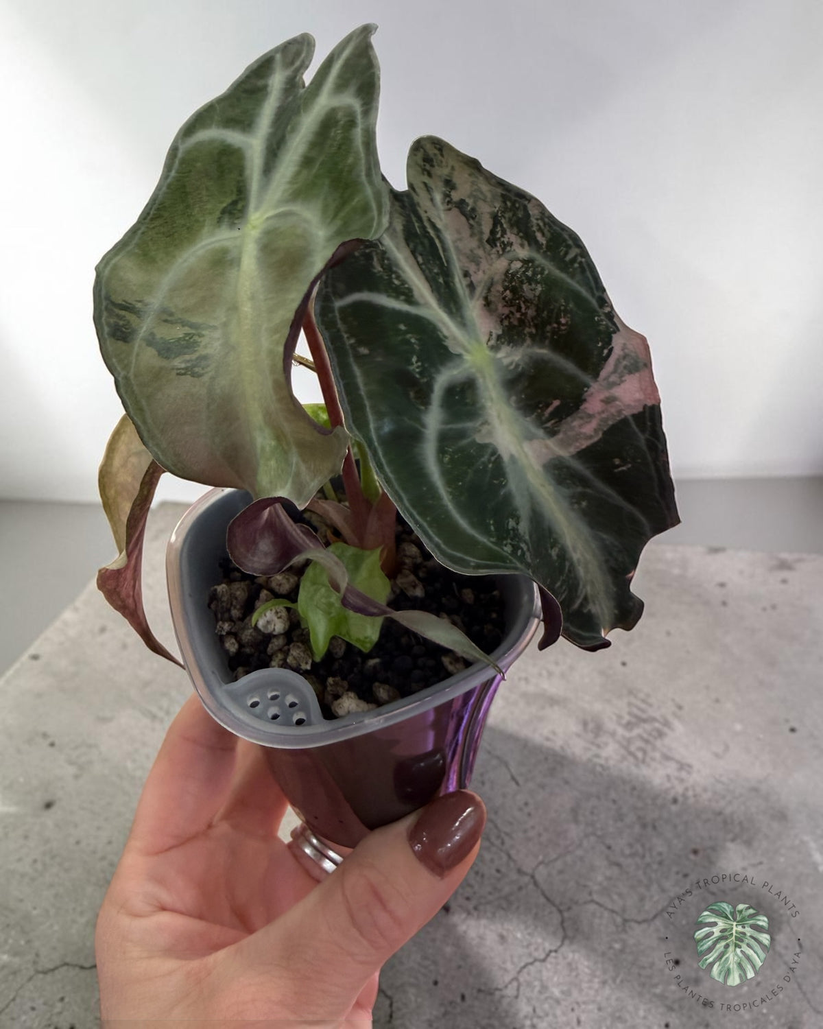 Alocasia Venom Pink Variegated Grade S | Premium Rare