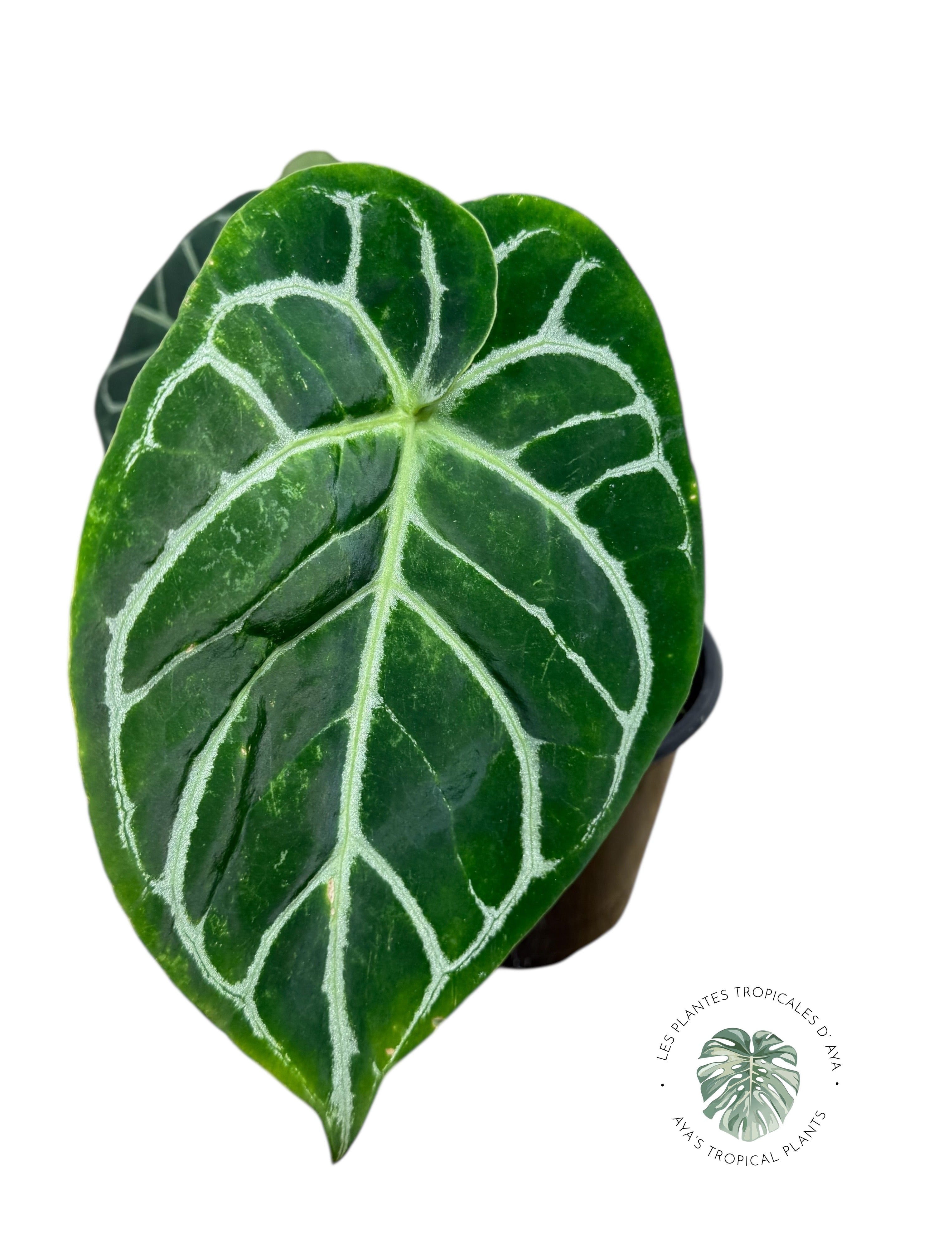 Anthurium Magnificum x Crystallinum | Aroïde | La plante tropicale d'Aya