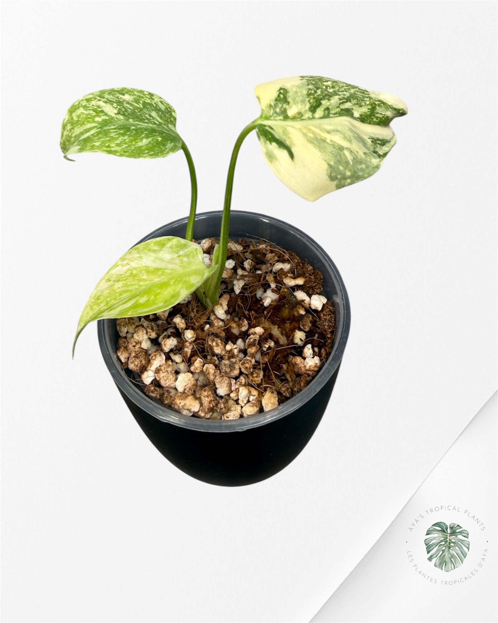 Monstera Thai Platinum