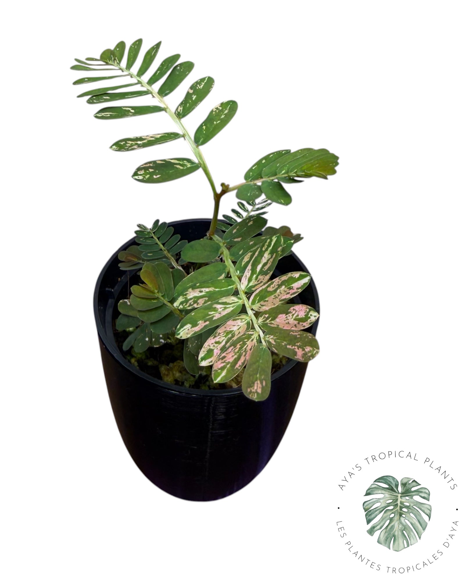 Phyllanthus urinaria 'Pink Variegated