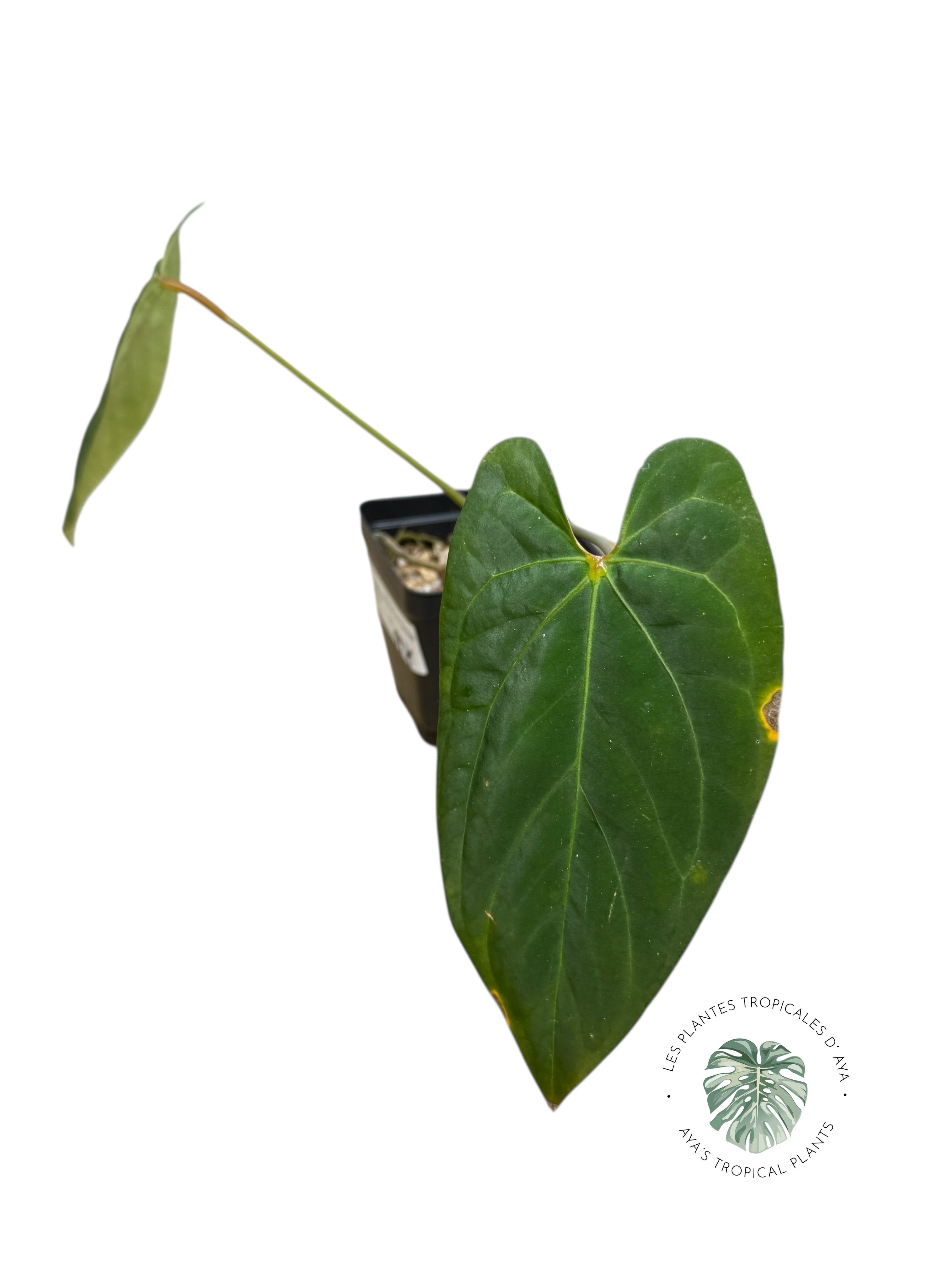 Anthurium 'Ace of Spades' x papillilaminum Fort Sherman' | Rare Aroid | Aya’s tropical plants