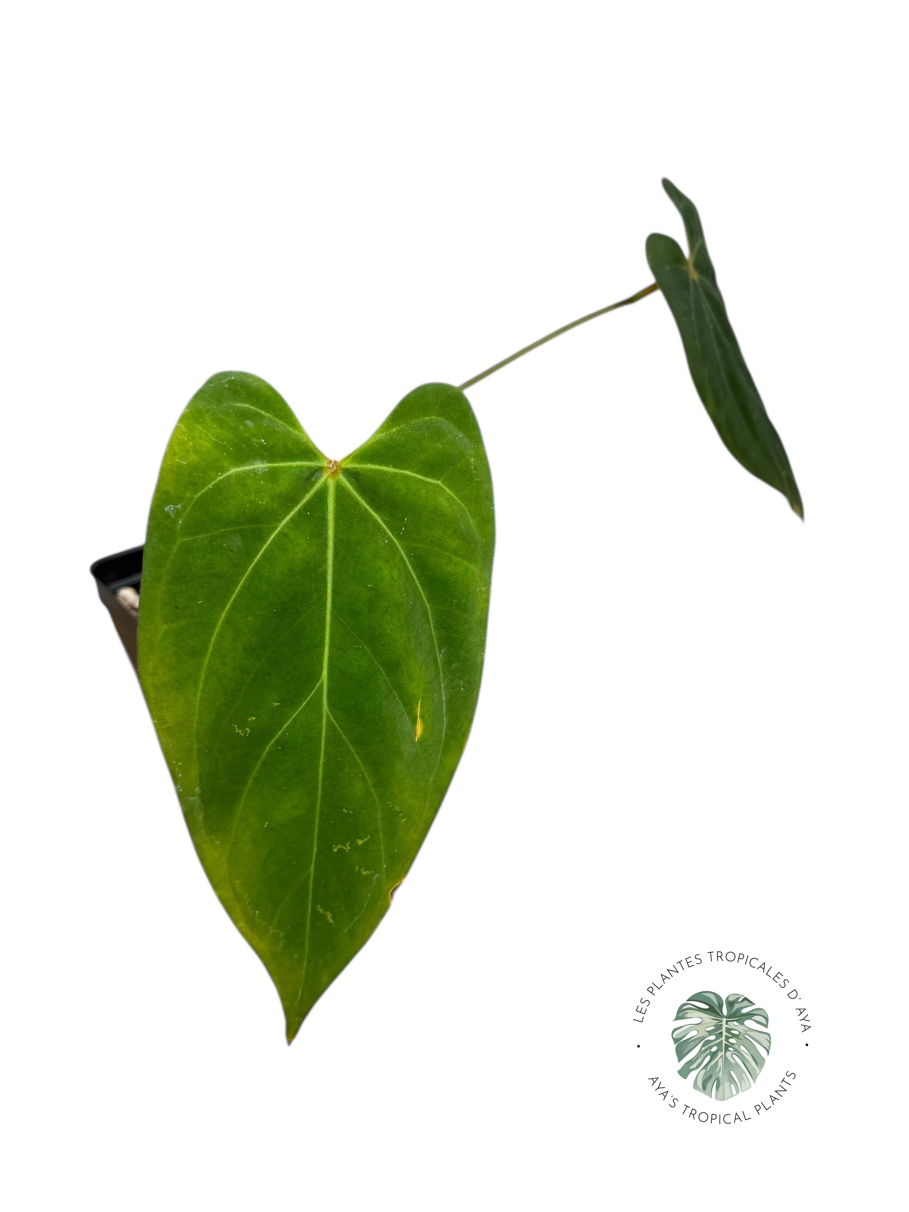 Anthurium 'Ace of Spades' x papillilaminum Fort Sherman' | Rare Aroid | Aya’s tropical plants