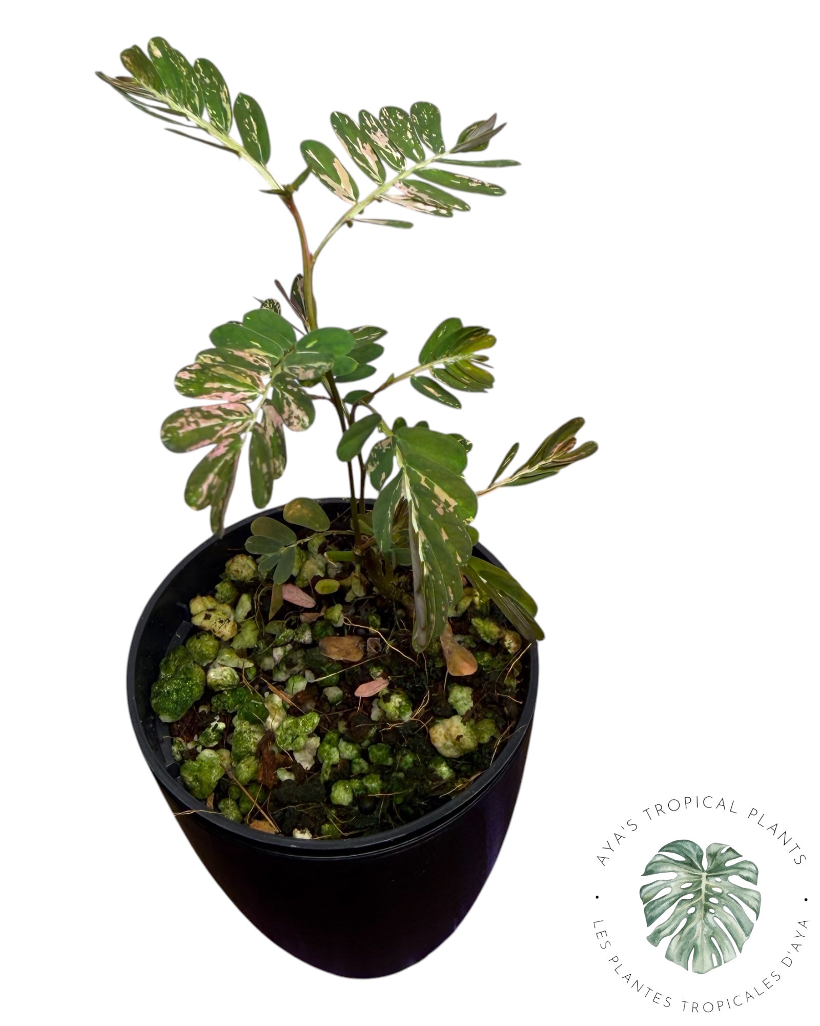 Phyllanthus urinaria 'Pink Variegated