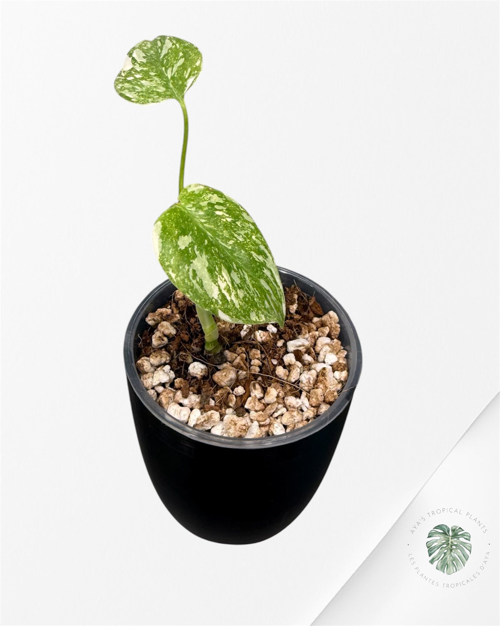 Monstera Thai Platinum