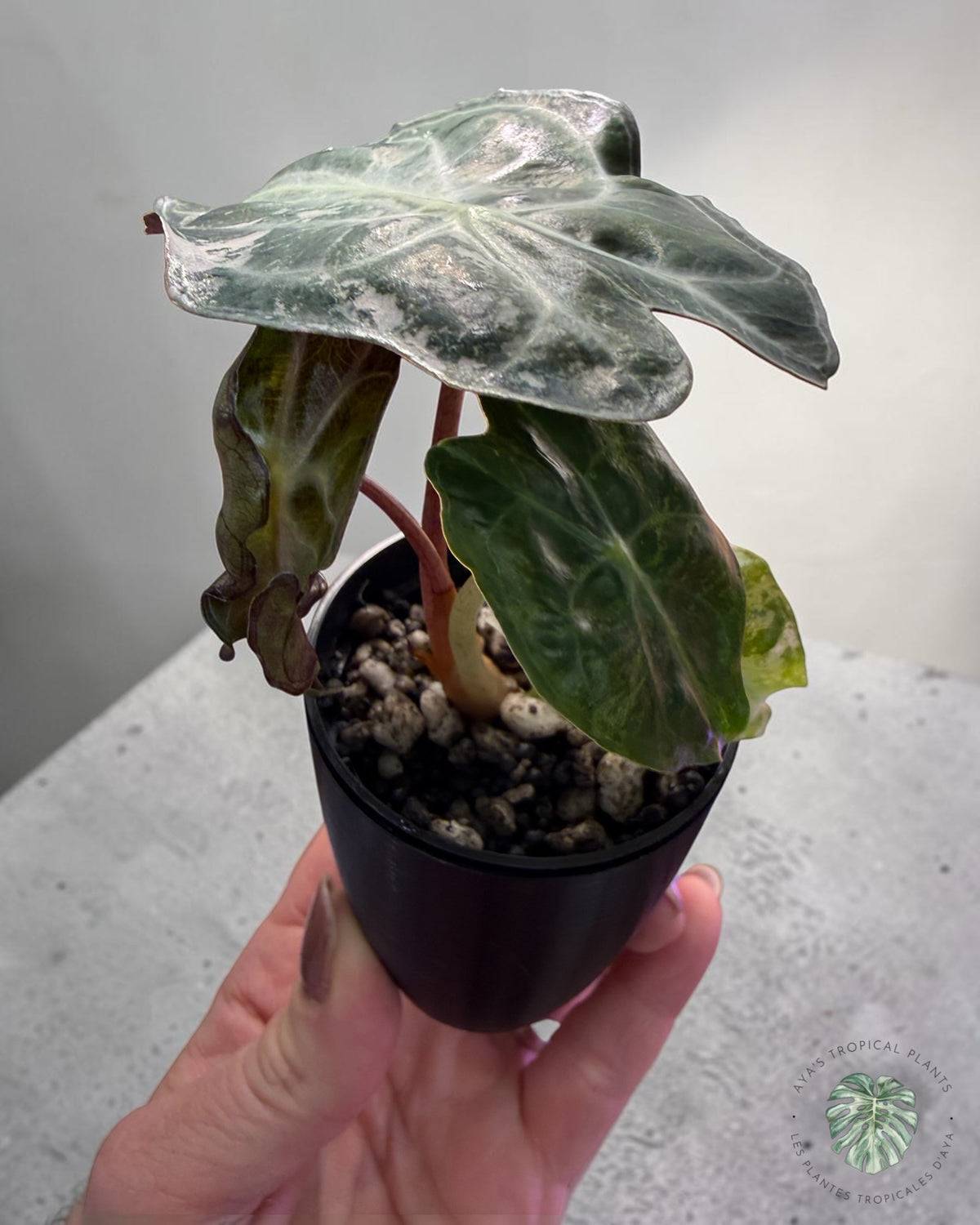 Alocasia Venom Pink Variegated Grade S | Premium Rare