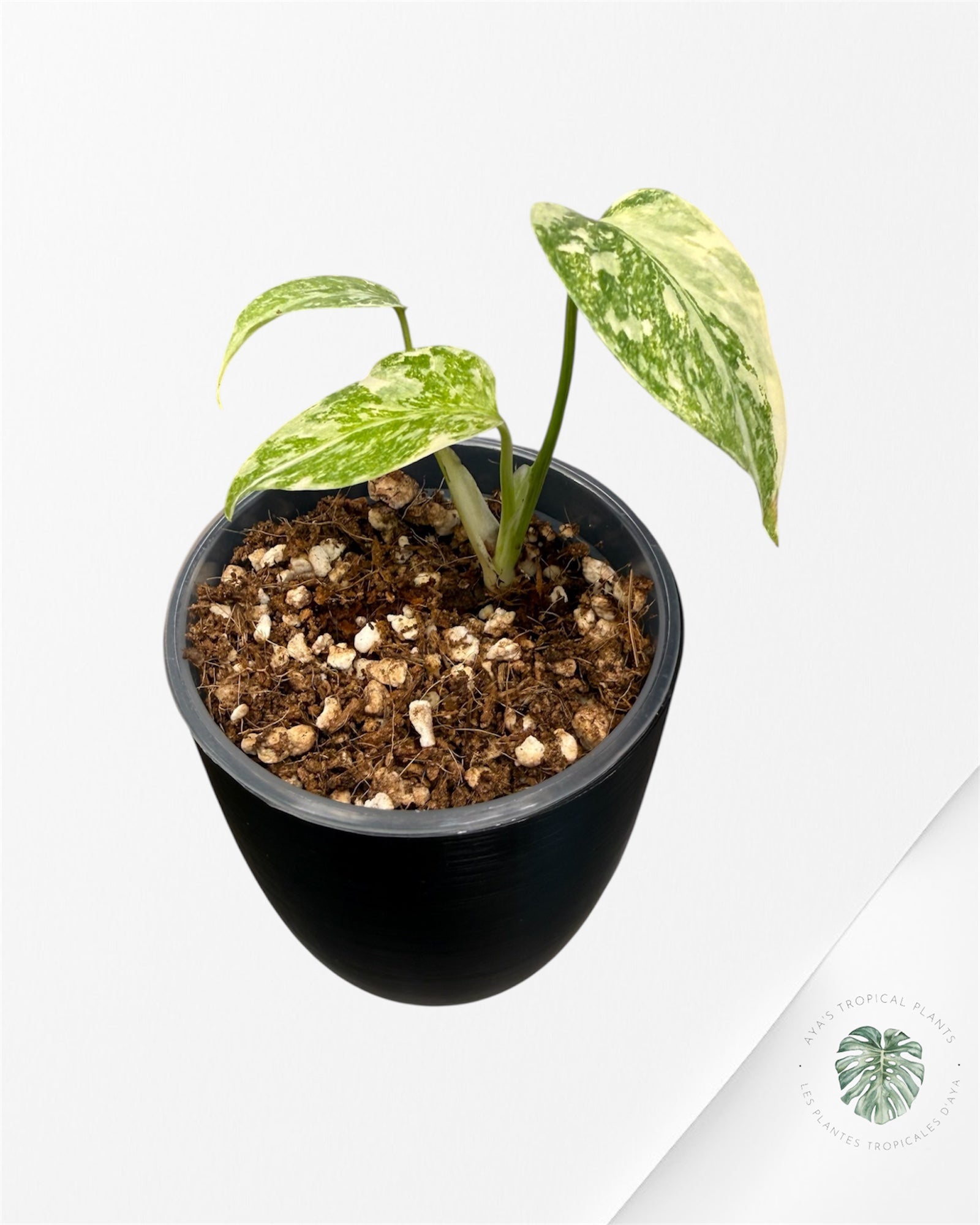 Monstera Thai Platinum