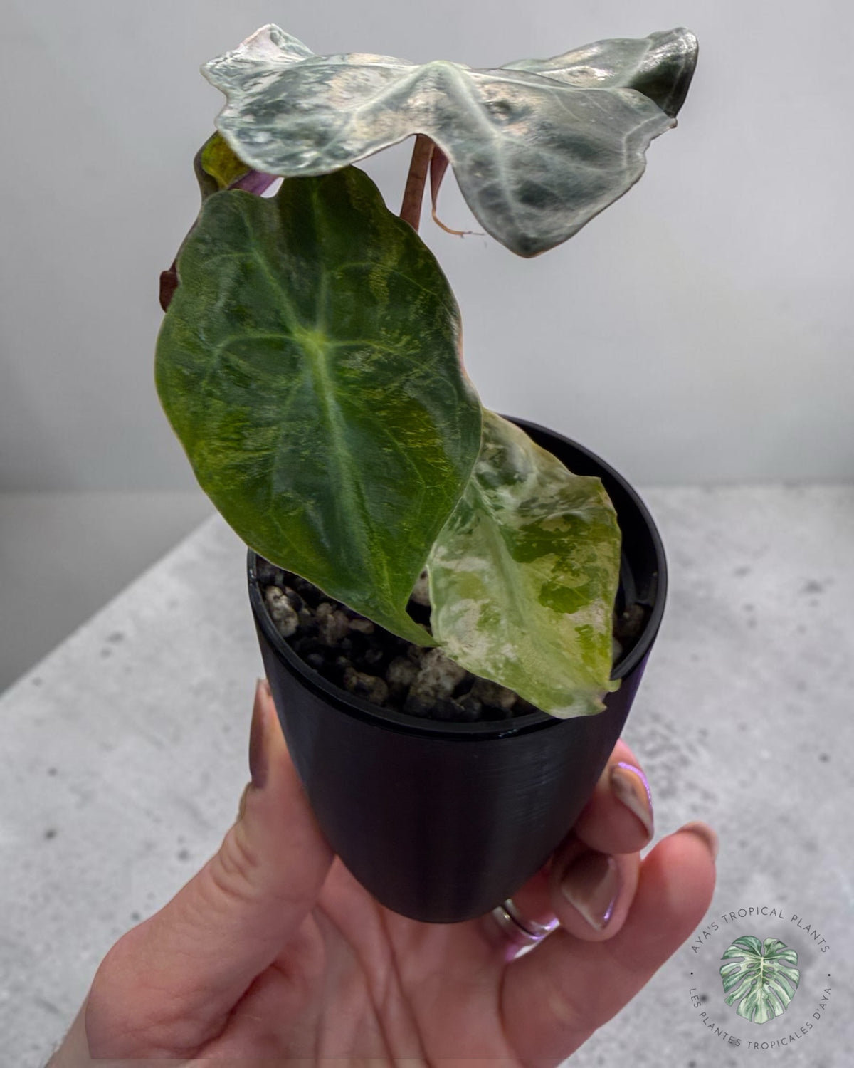 Alocasia Venom Pink Variegated Grade S | Premium Rare