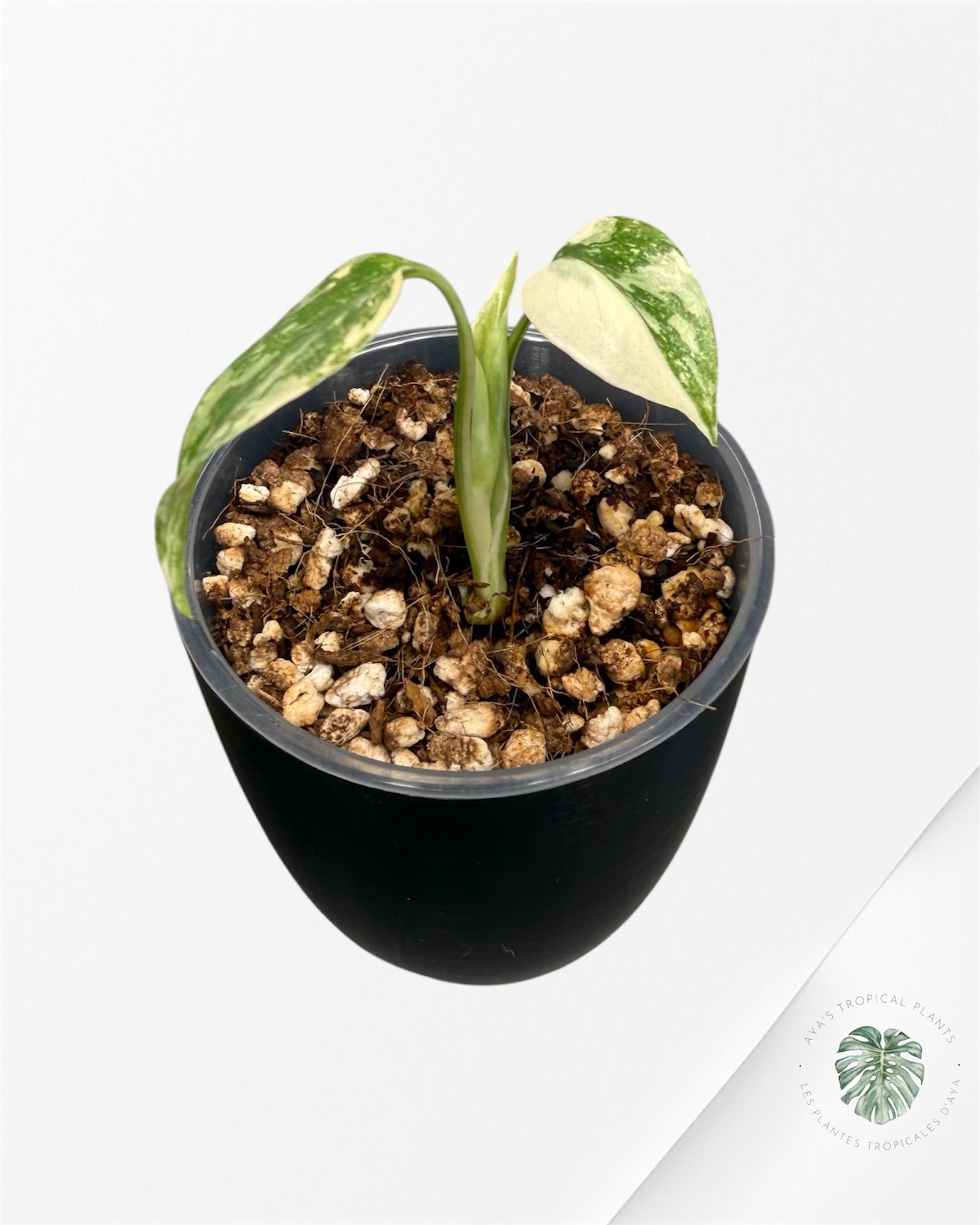 Monstera Thai Platinum