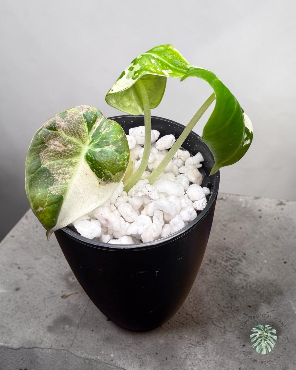 Alocasia Black Velvet Albo Pink Variegated