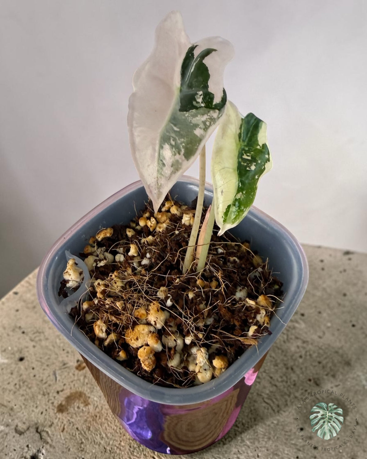 Alocasia Nobilis Panaché Rose