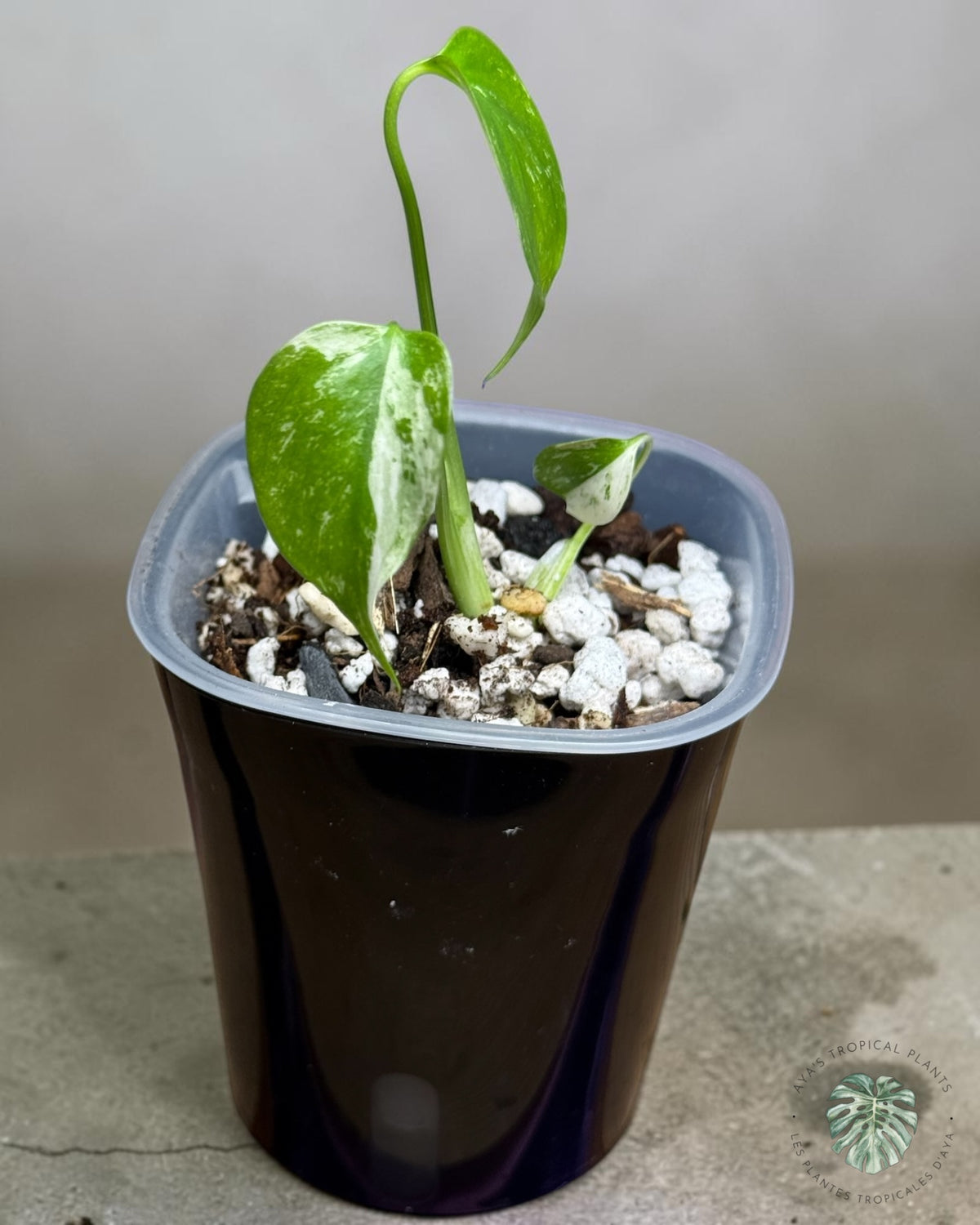 Monstera Borsigiana Mint Variegated