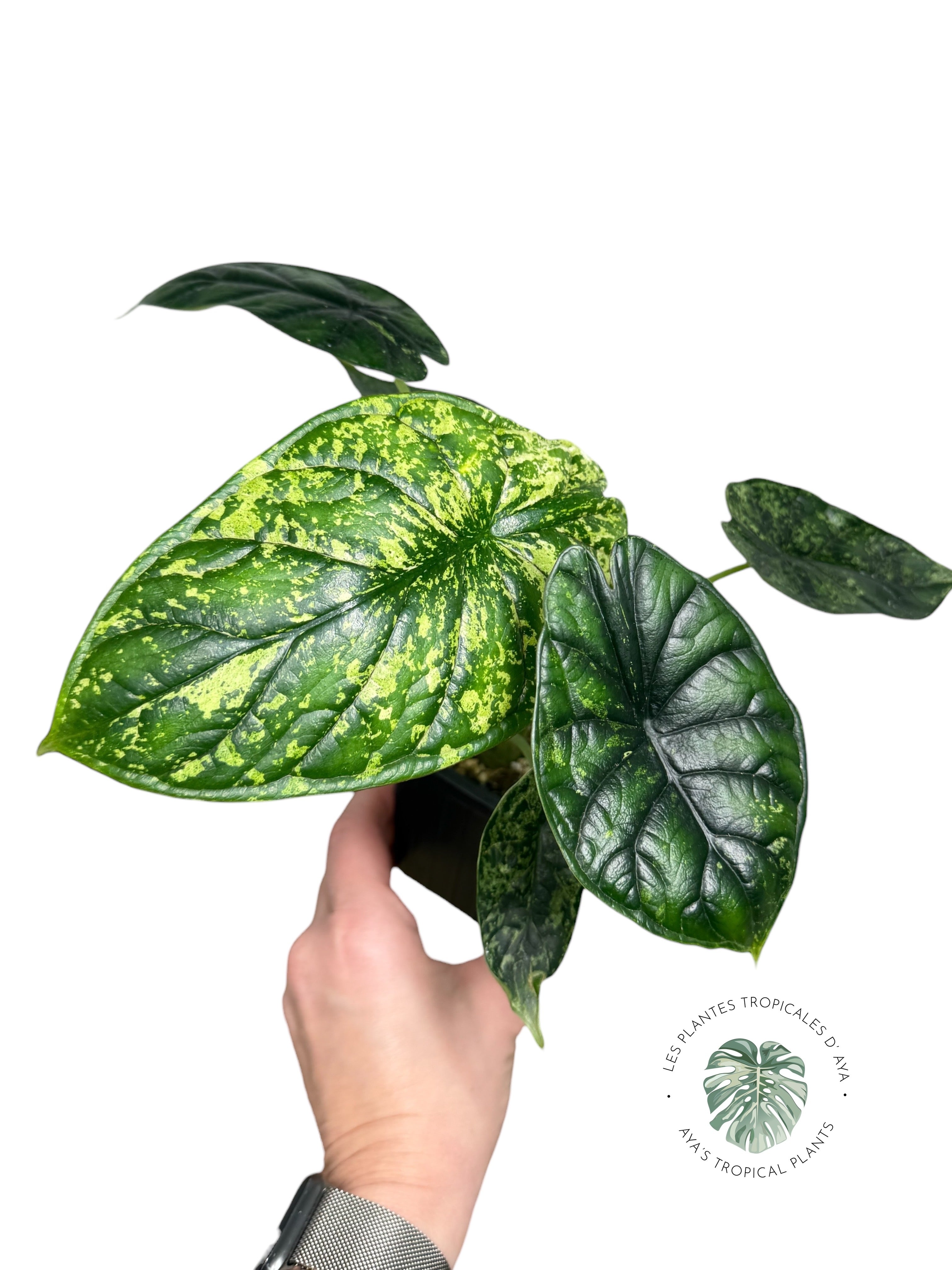 Alocasia Dragon Scale Mint |Rare Aroid| Aya's Tropical Plants