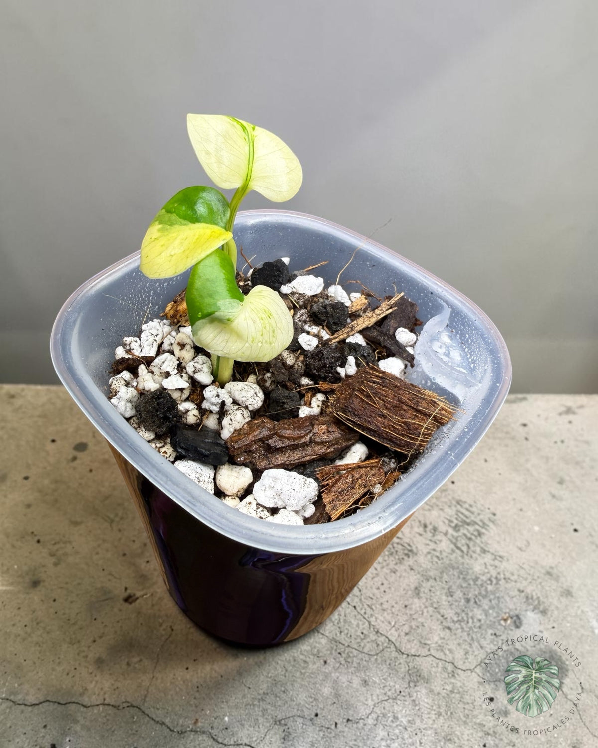 Monstera Siam Mint