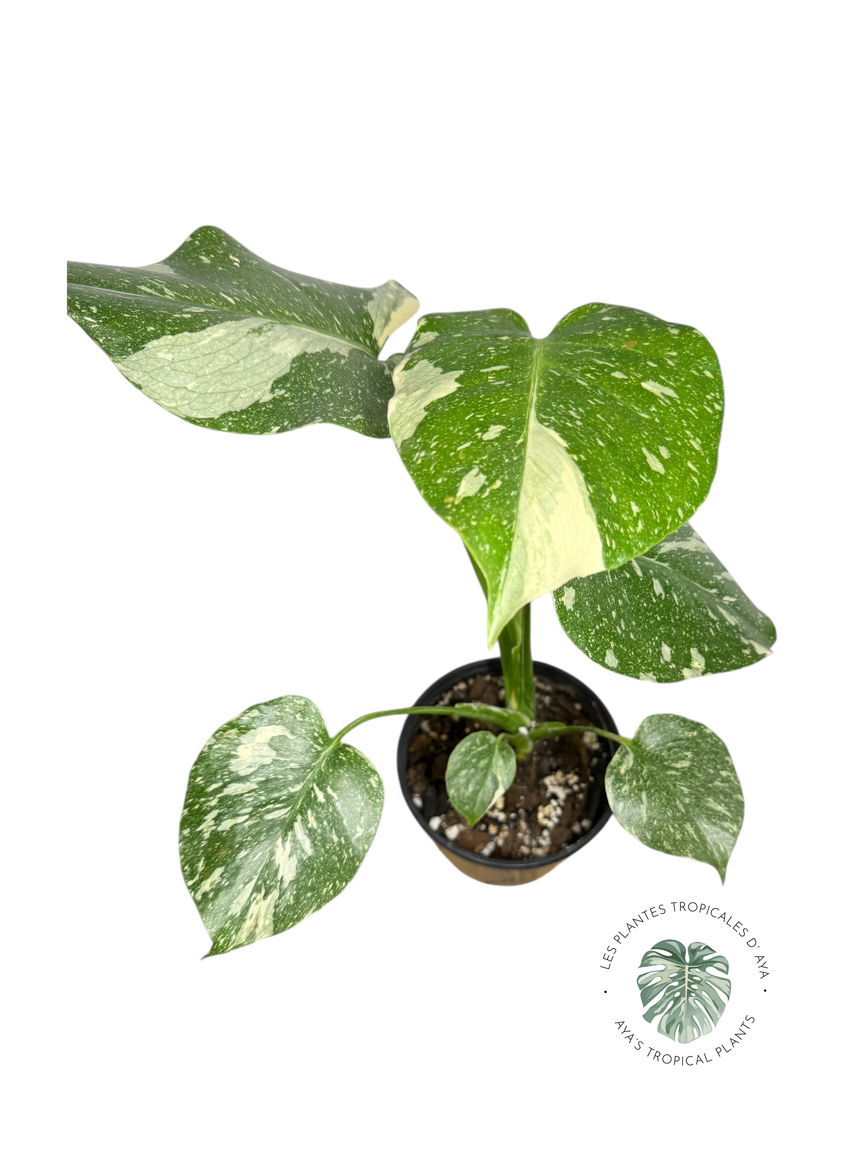 Constellation Monstera Thaï | Aroïde | La plante tropicale d'Aya