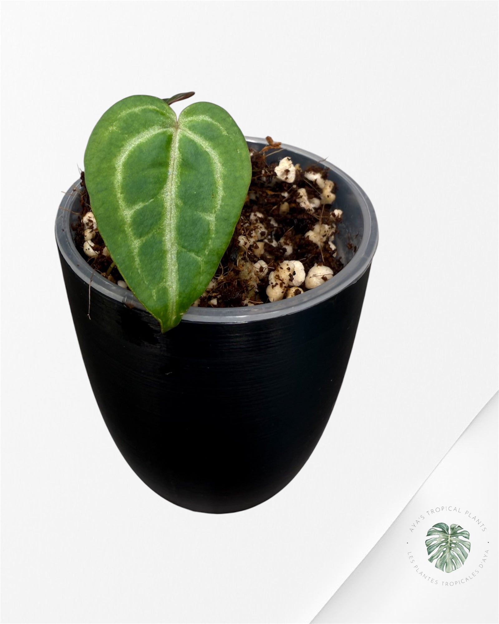 Anthurium Red Crystallinum × (SKG × Silver Tiger)