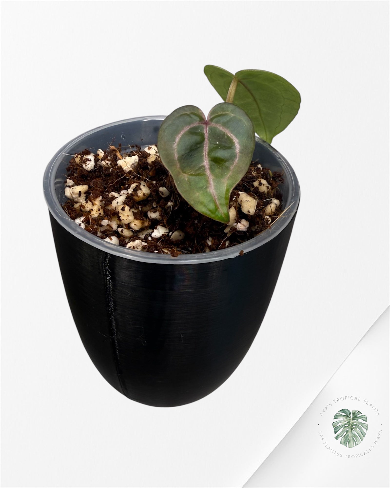 Anthurium Red Crystallinum × (SKG × Silver Tiger)