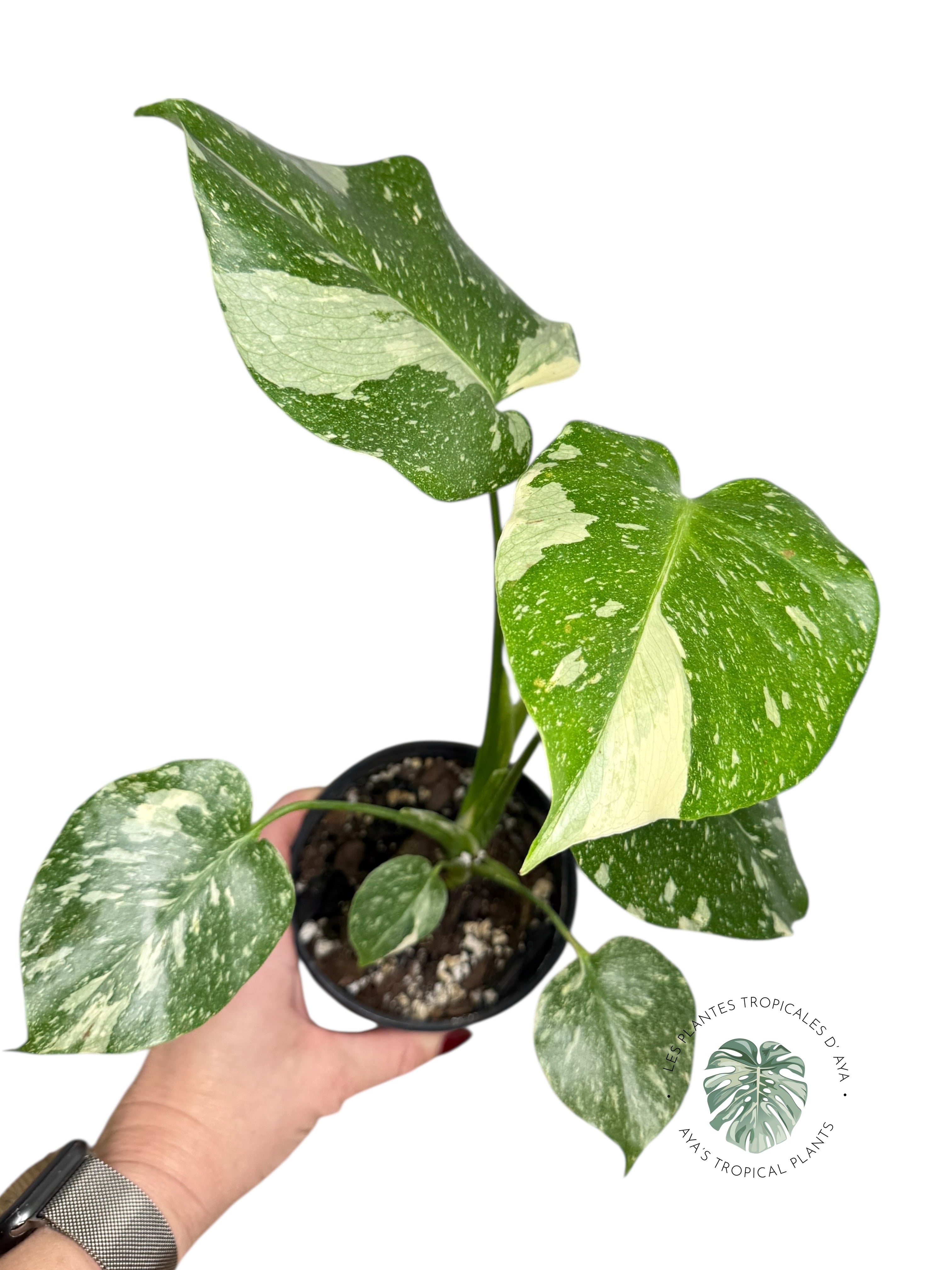 Constellation Monstera Thaï | Aroïde | La plante tropicale d'Aya