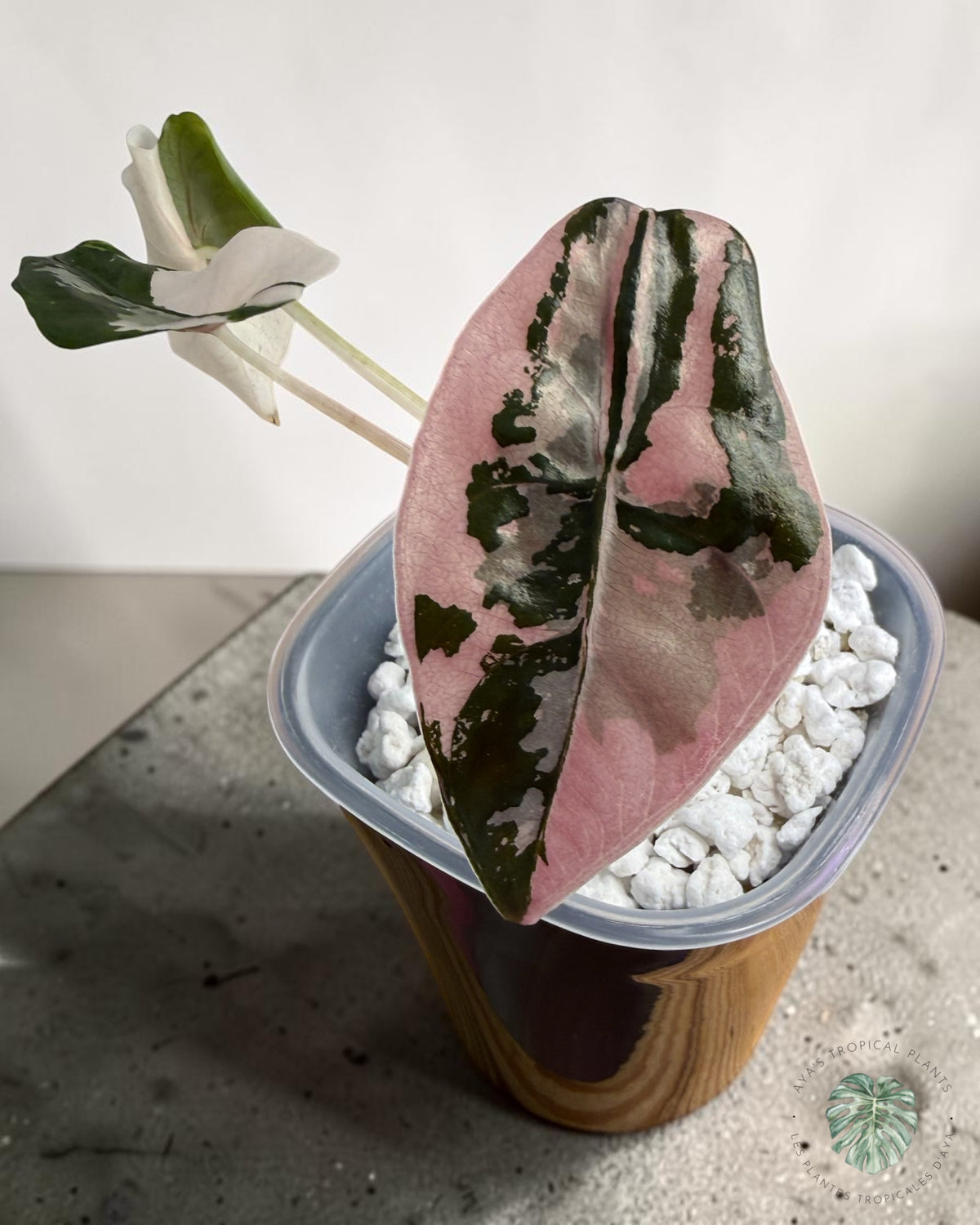 Alocasia Chantrieri Pink Variegated
