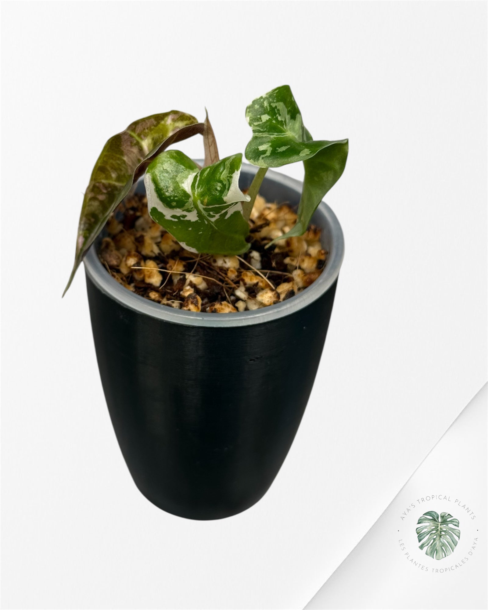 Alocasia Polly Pink Variegated