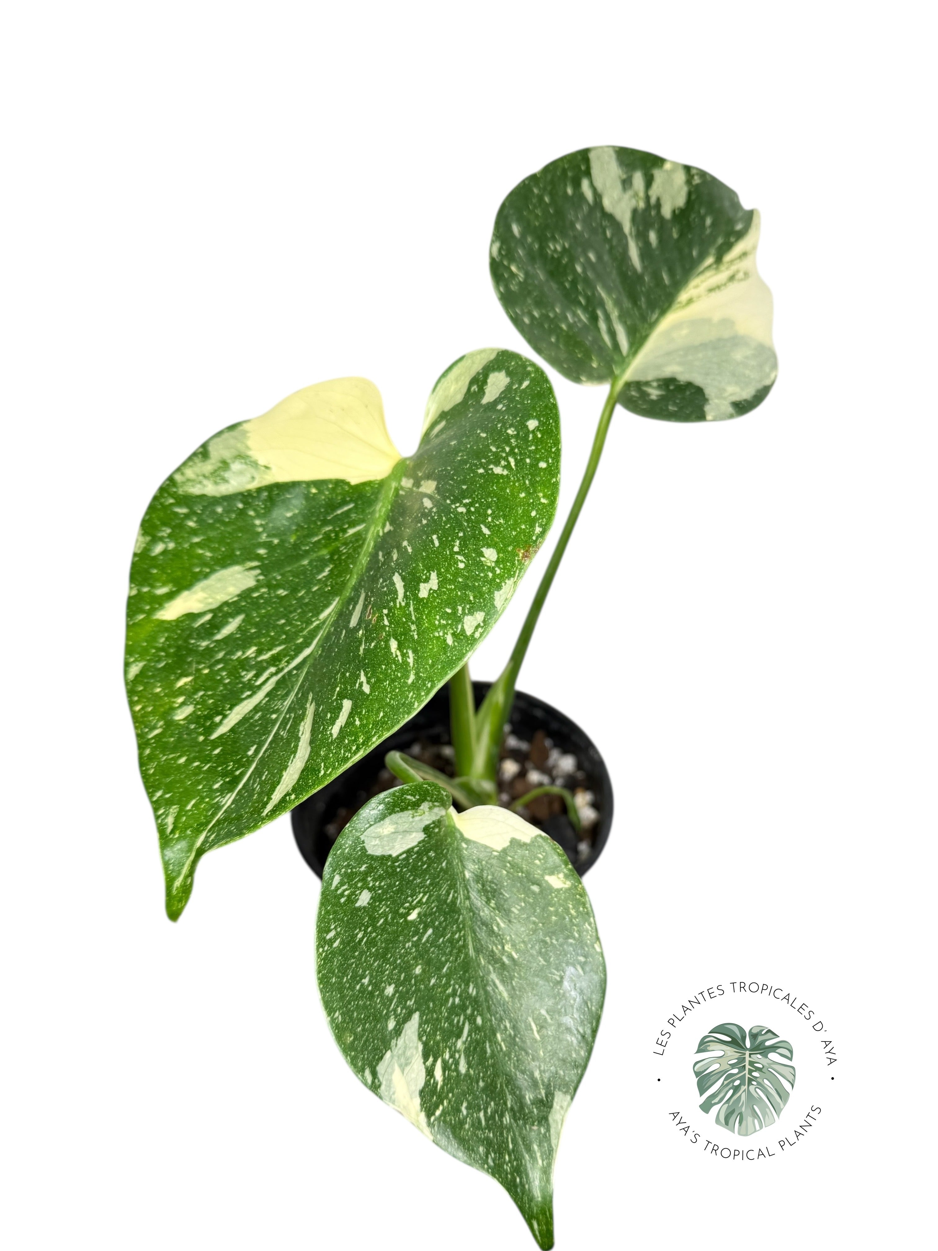 Constellation Monstera Thaï | Aroïde | La plante tropicale d'Aya