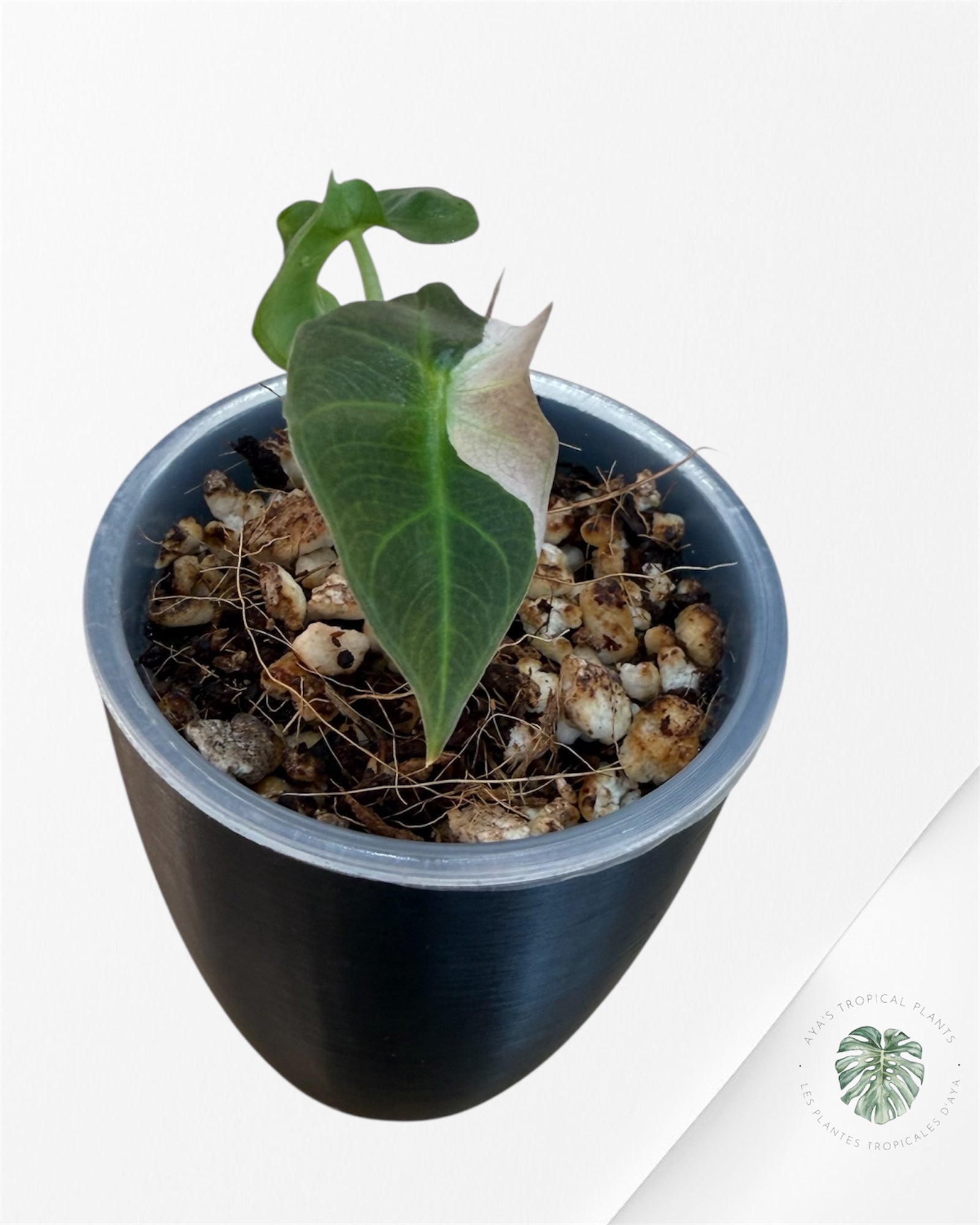 Alocasia Polly Pink Variegated