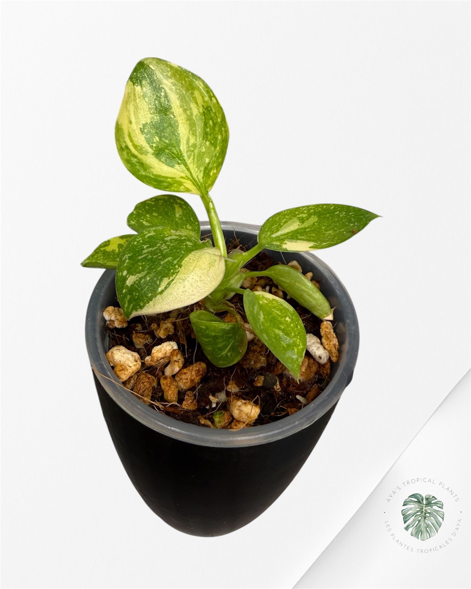 Philodendron Green Congo Nuclear