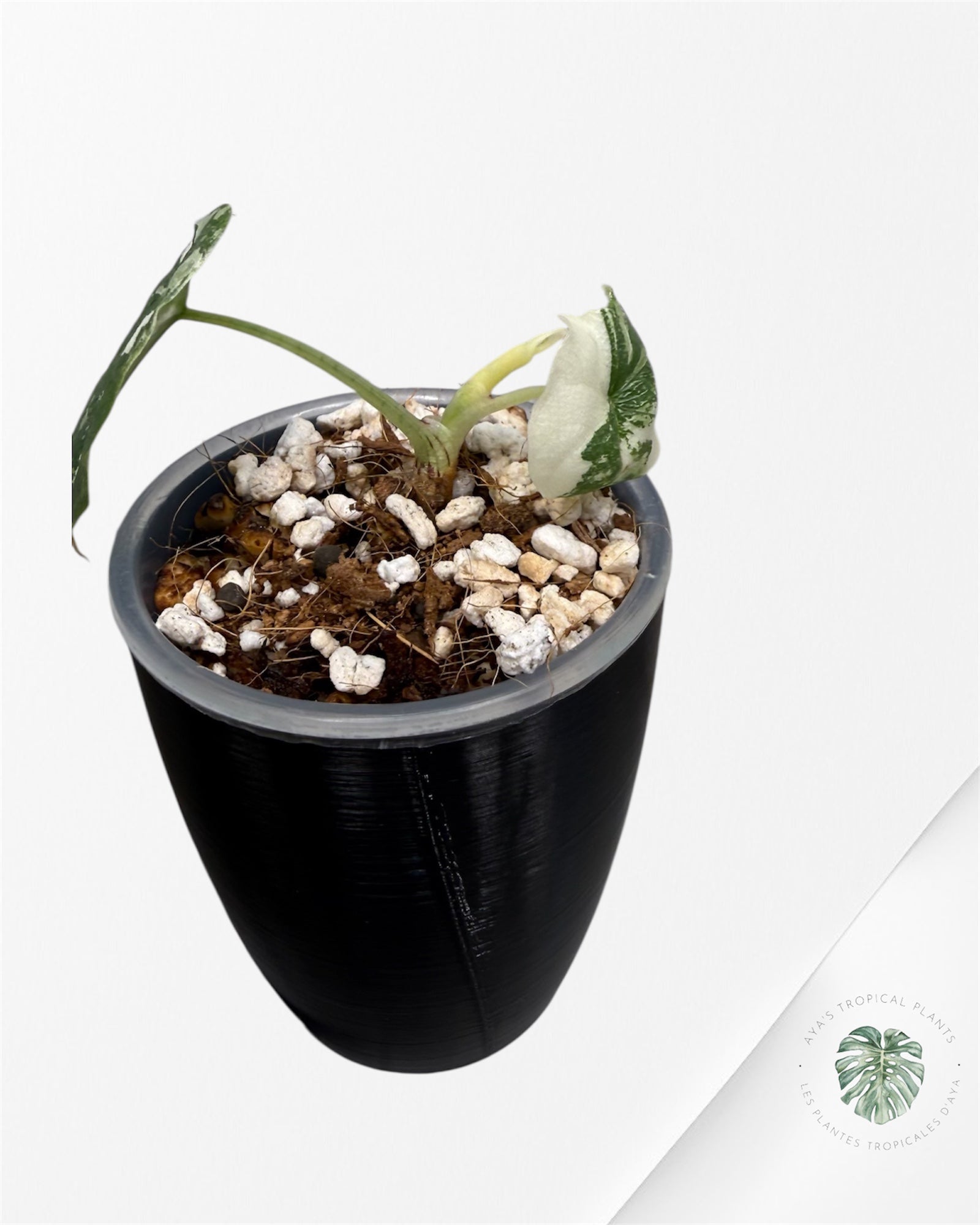 Alocasia Melo Albo Variegated