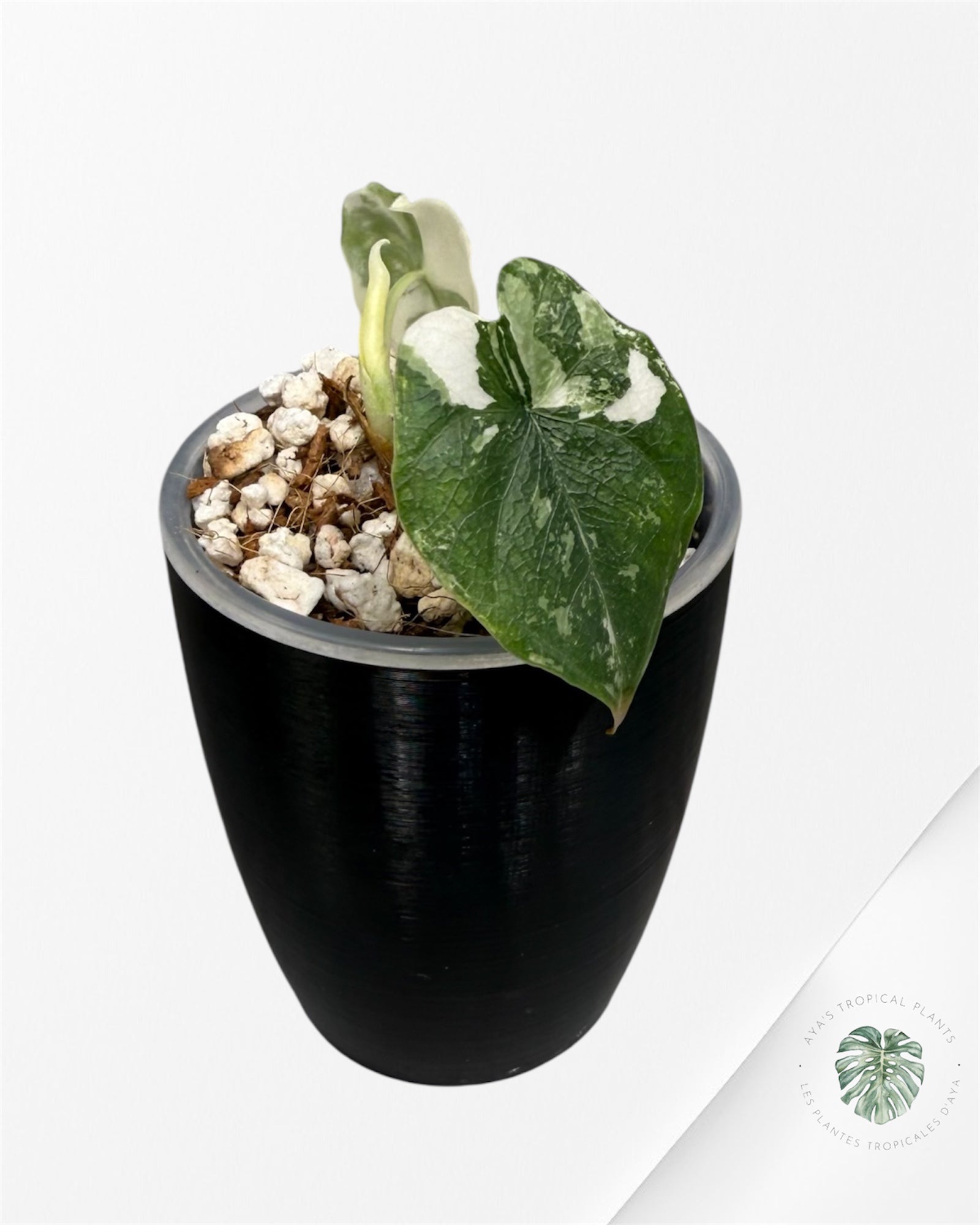 Alocasia Melo Albo Variegated