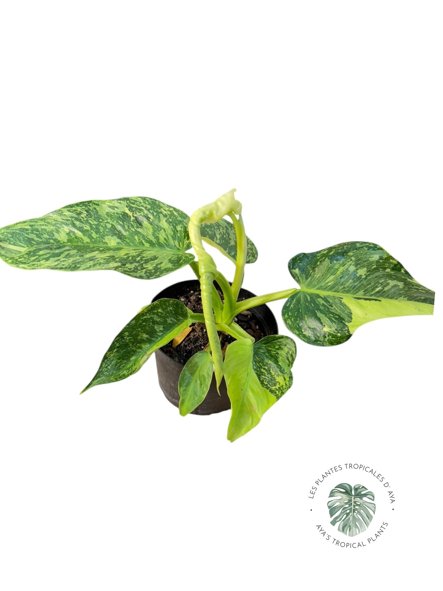 Philodendron José Buono | Aroïde | Les plantes tropicales d'Aya